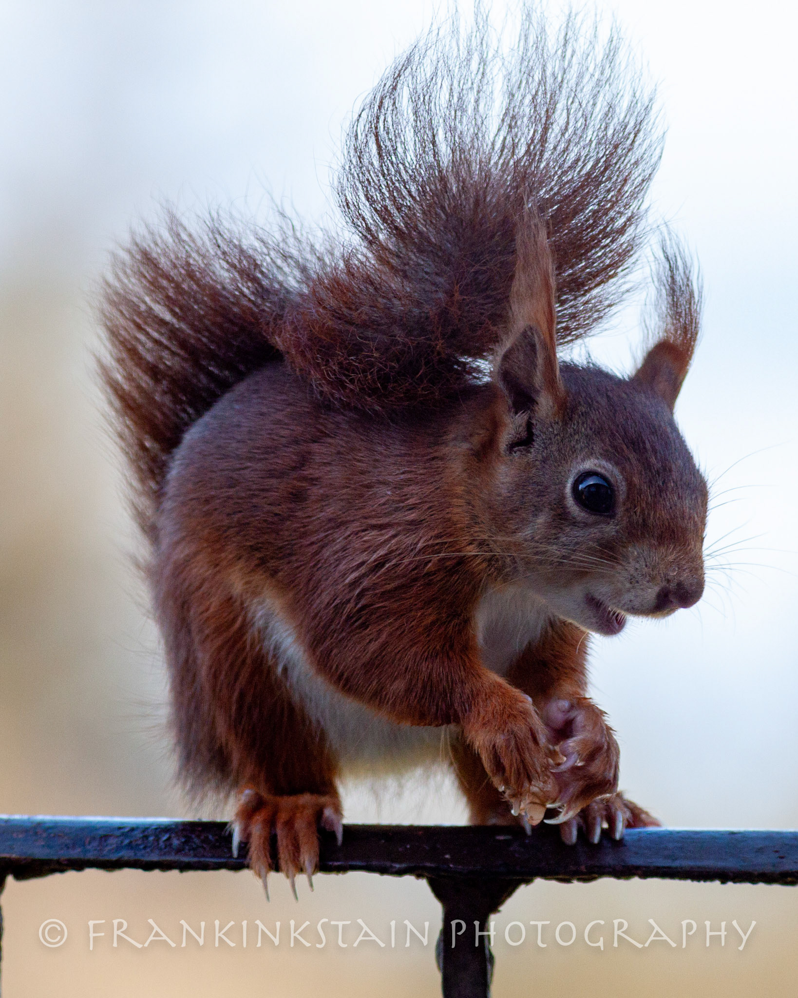 Red Squirrel