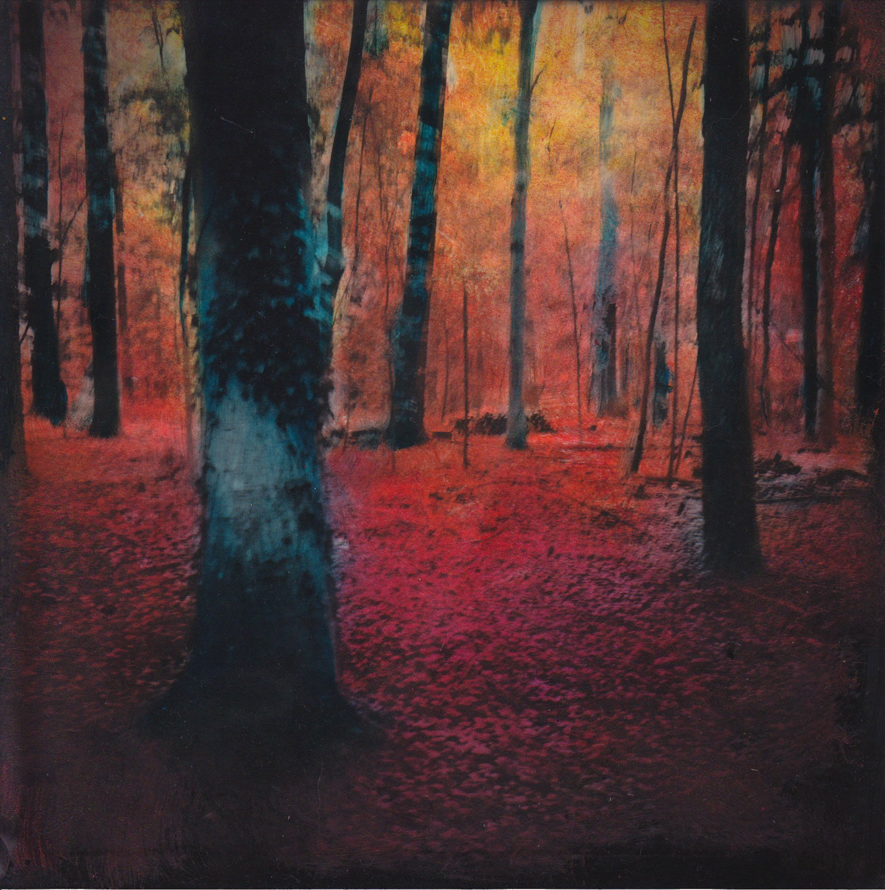 "In the Woods"