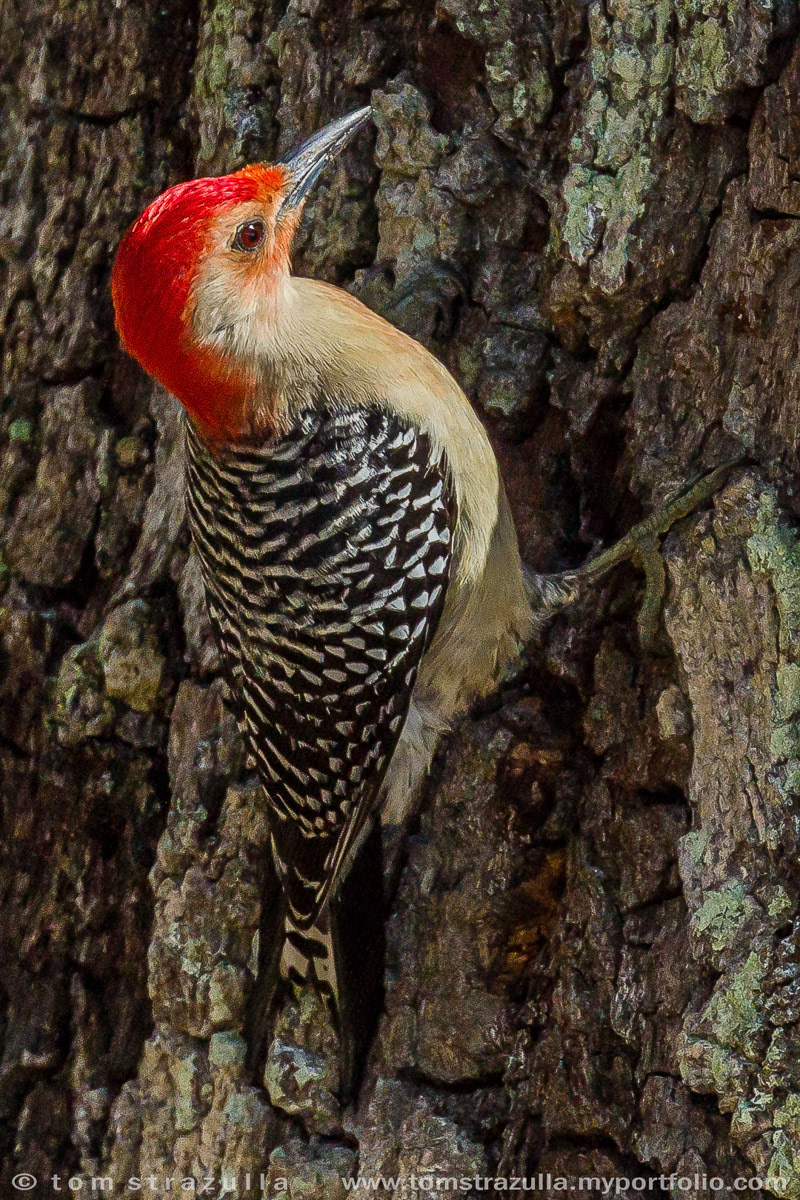 Tom Strazulla Treeclinging Birds