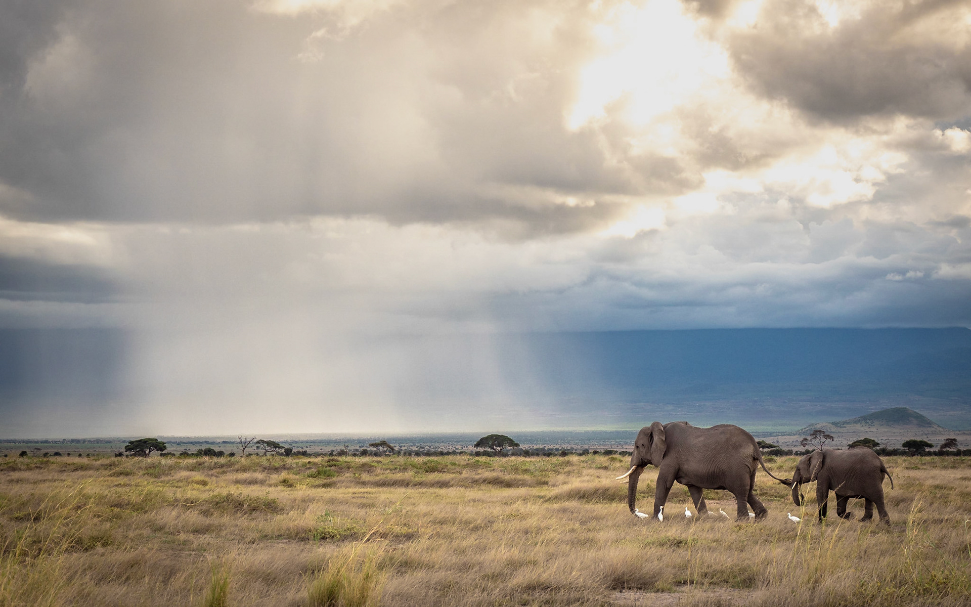 Elefanten im Amboseli