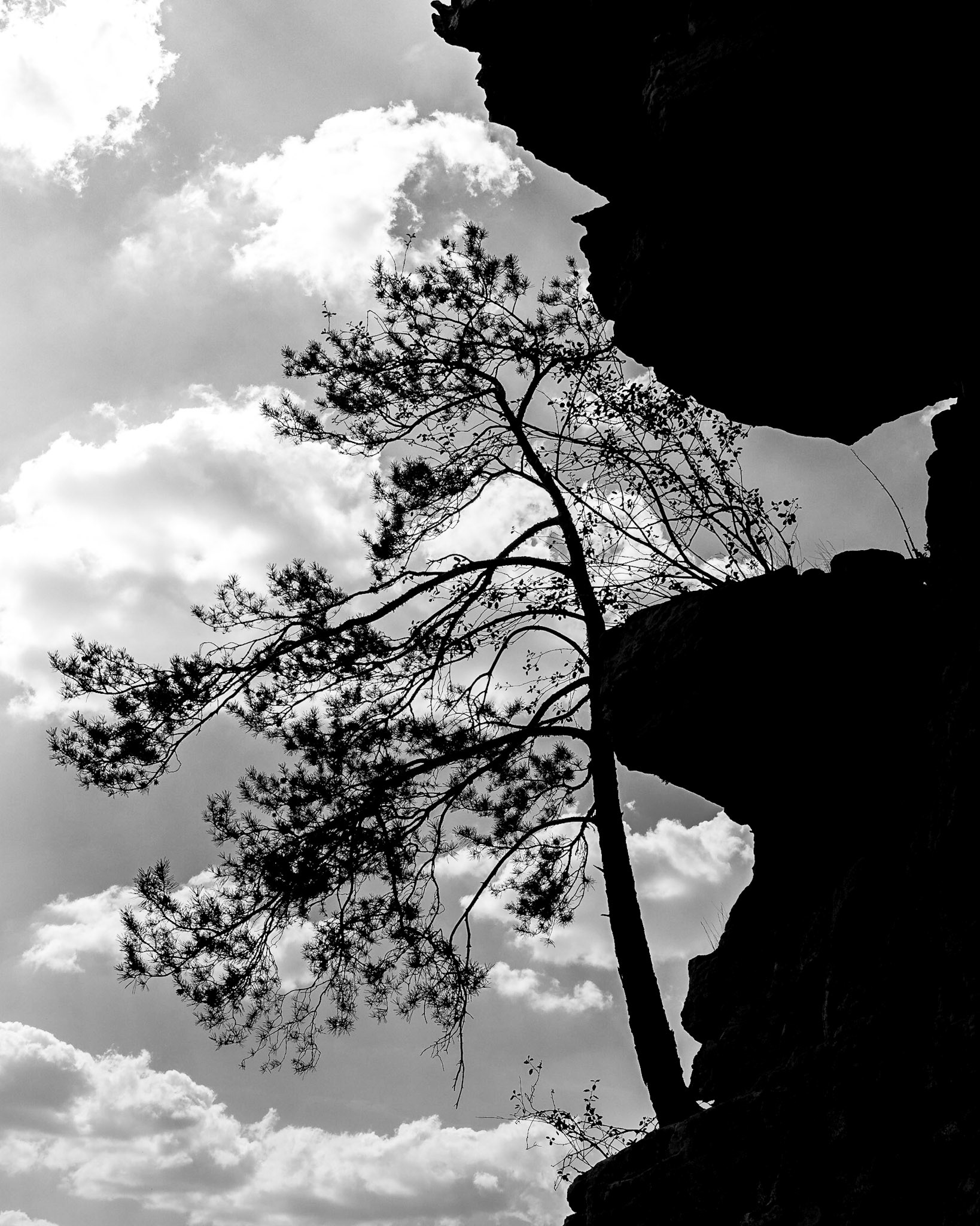 Baumsilhouette auf dem Felsenweg in Echternach