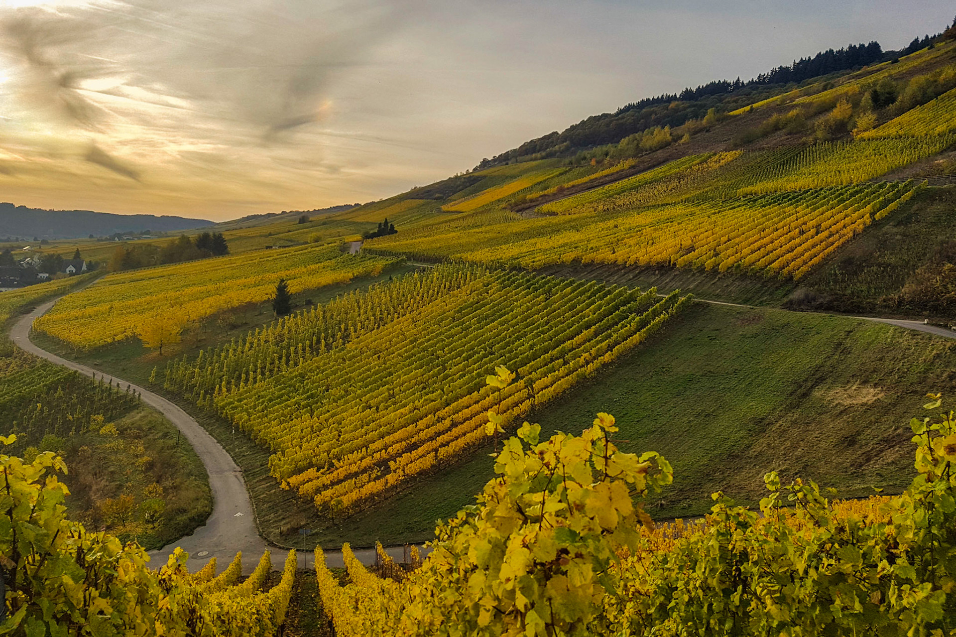 Herbststimmung in Kröv, Mosel