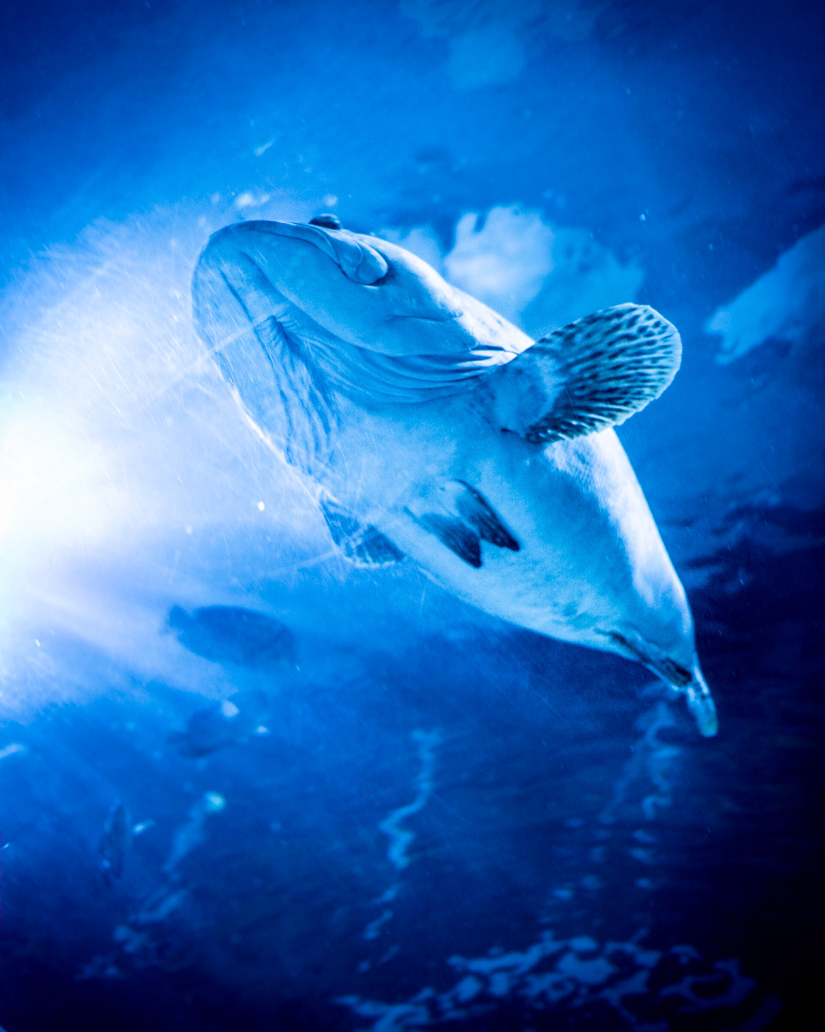 Im Aquarium von Scheveningen