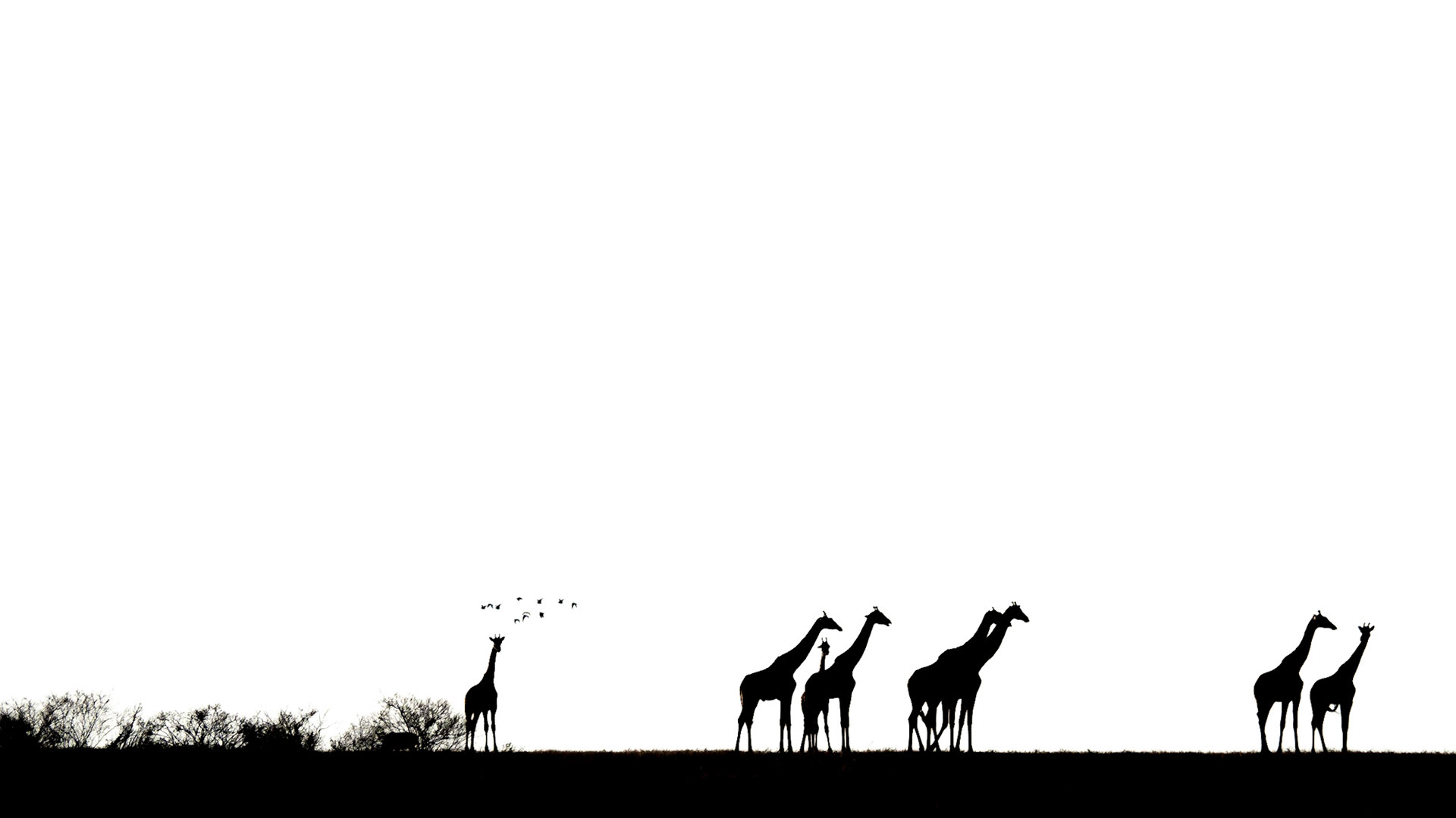 Giraffen am Horizont in der Masai Mara