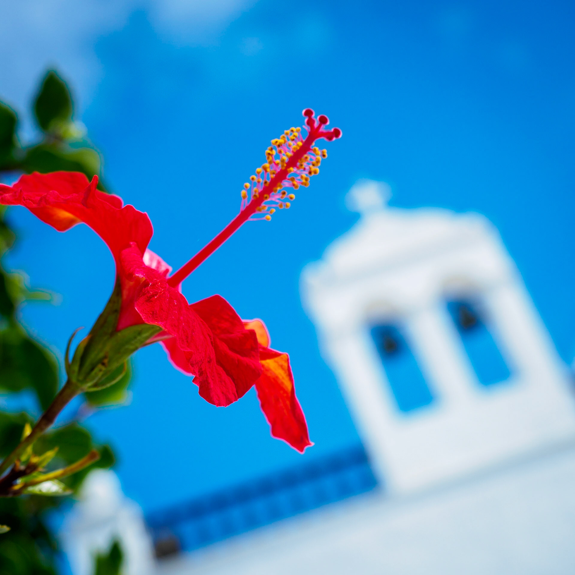 Hibiskusblüte vor der Kirche in Uga (Lanzarote)