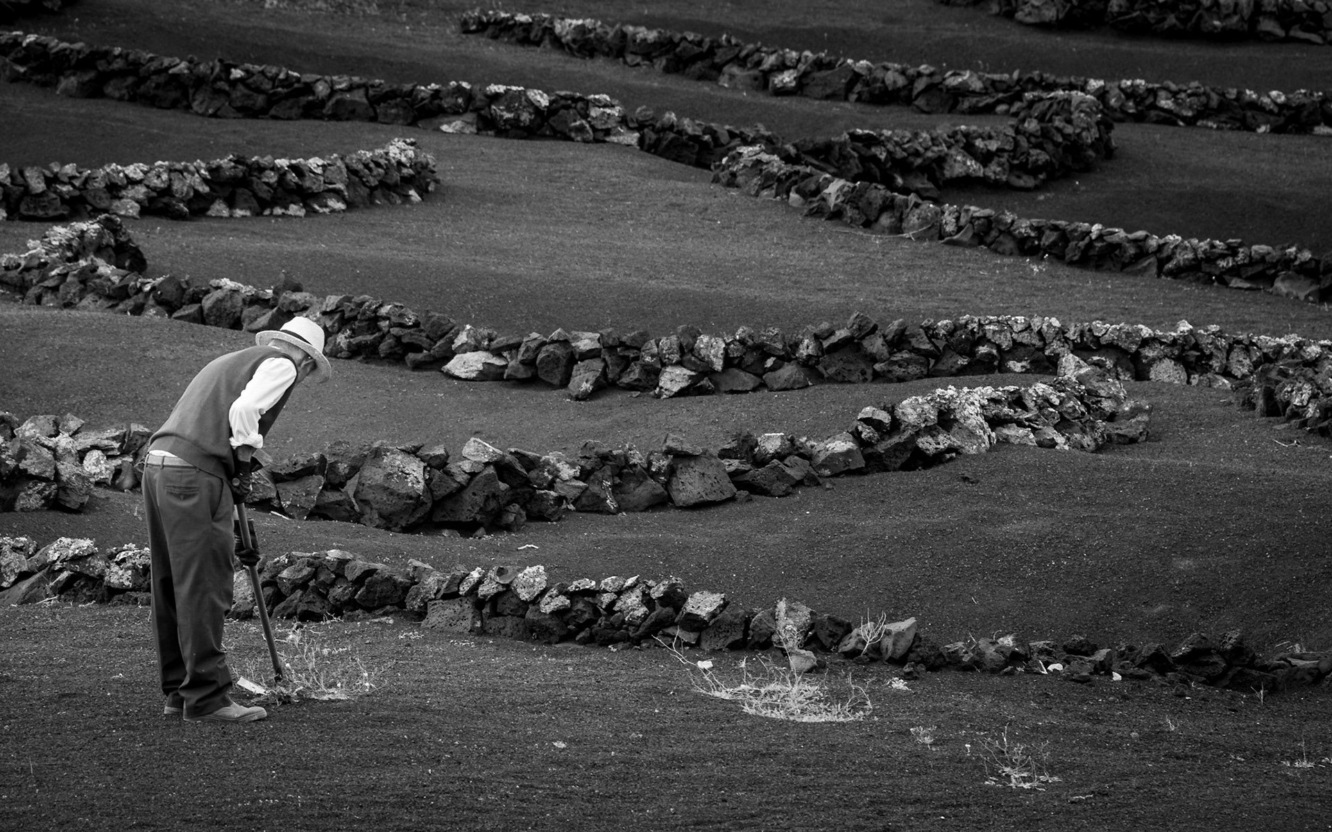 Bei der Arbeit - Weinanbau in La Geria