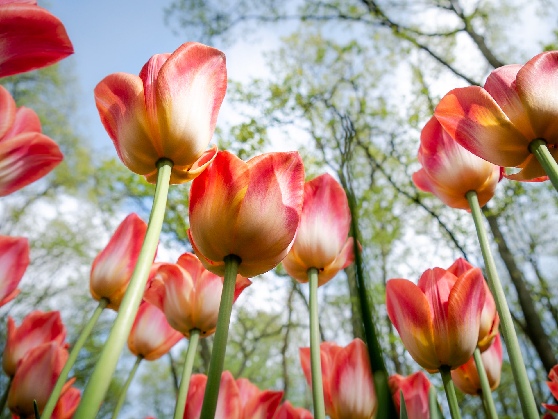 Tulpenblüte in Holland