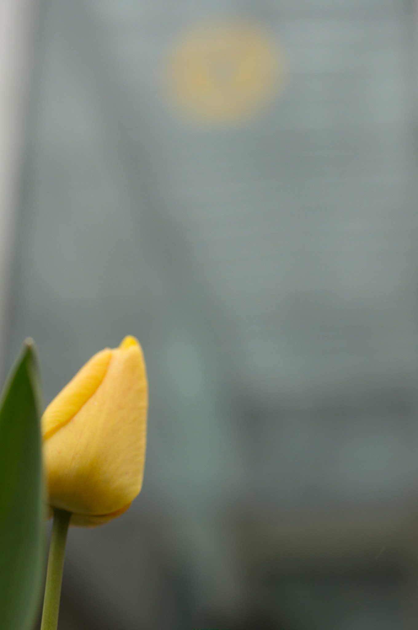 Eine Tulpe für die Commerzbank