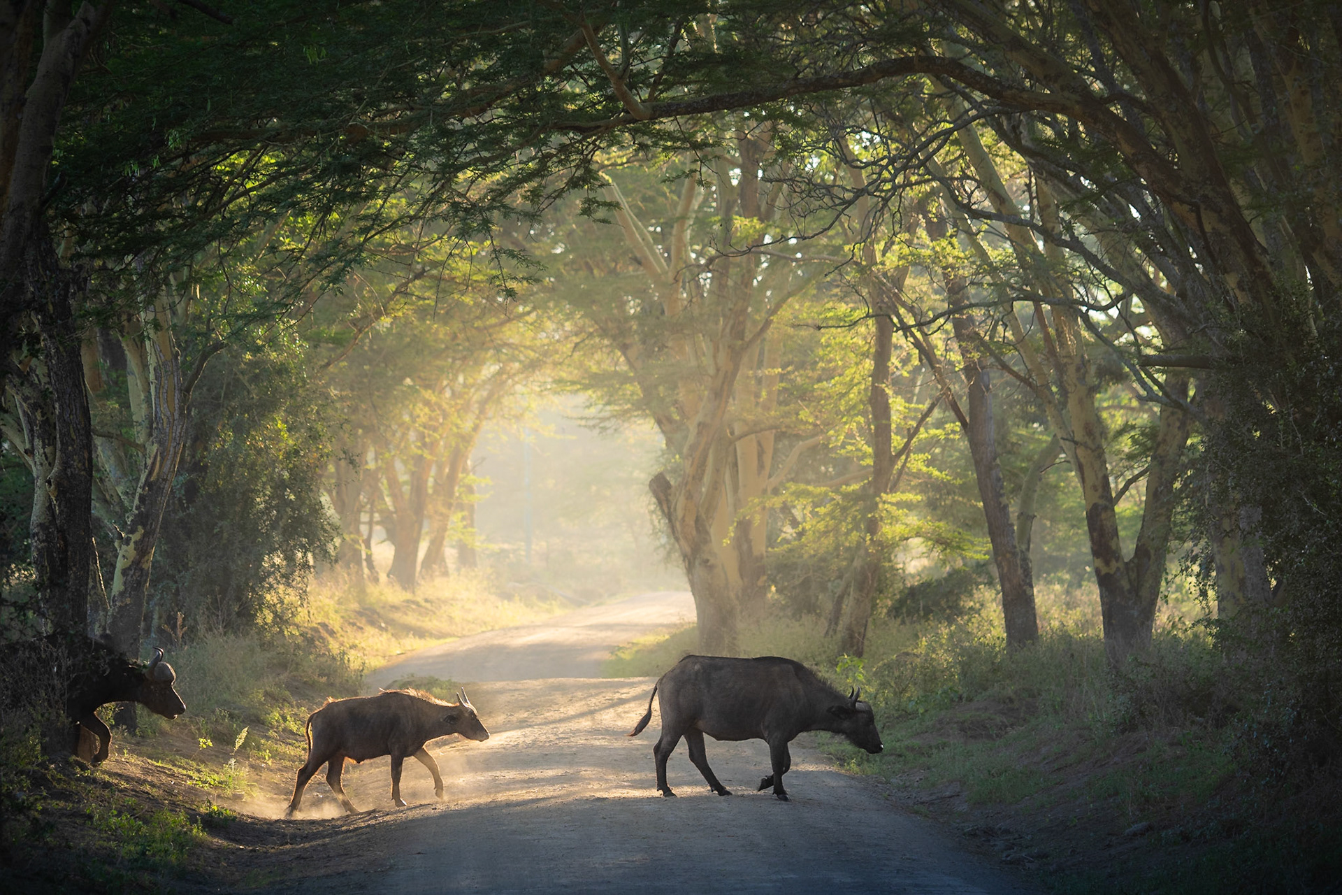 Büffel kreuzen einen Weg im Nakuru Reservat, Kenia