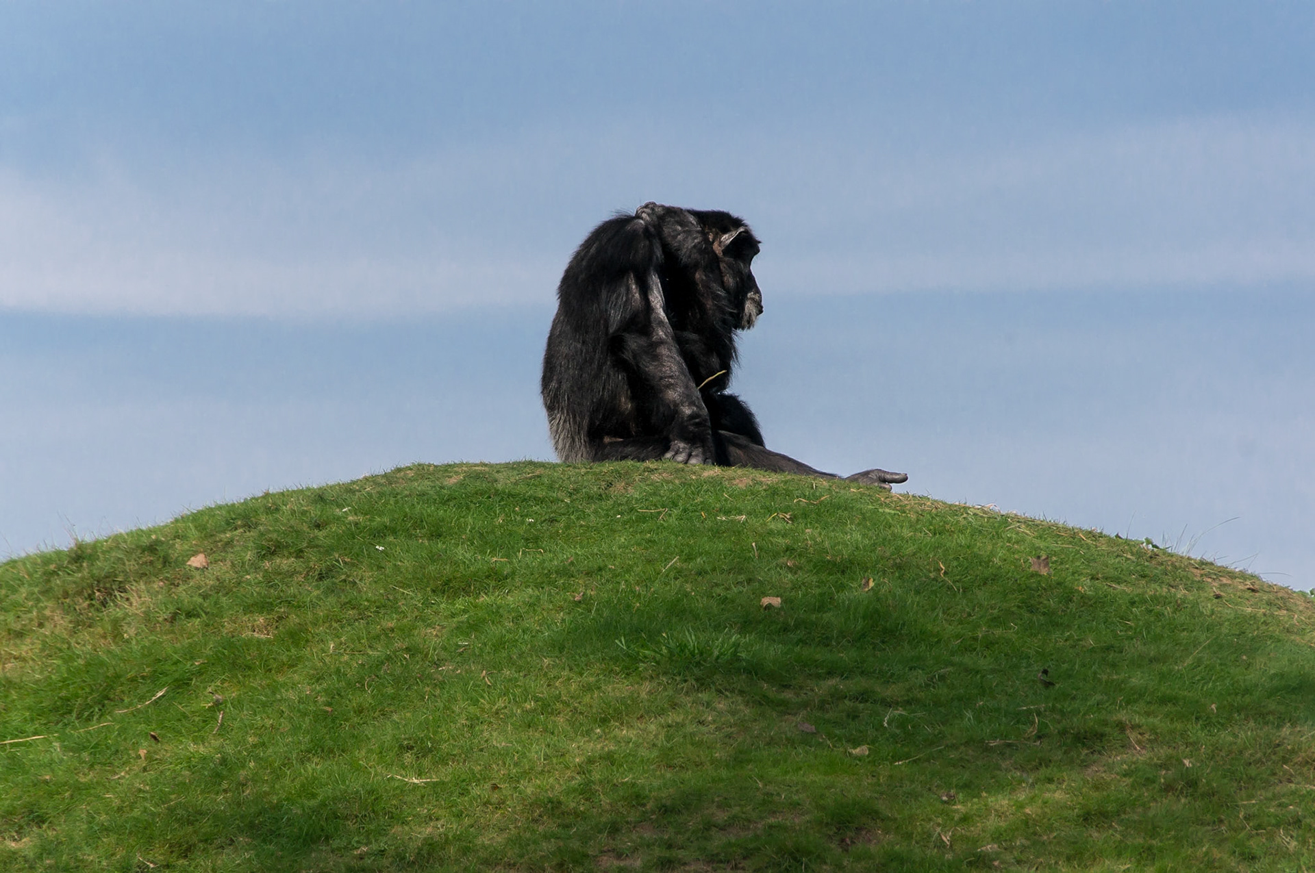 Schimpanse im Zoo Gelsenkirchen