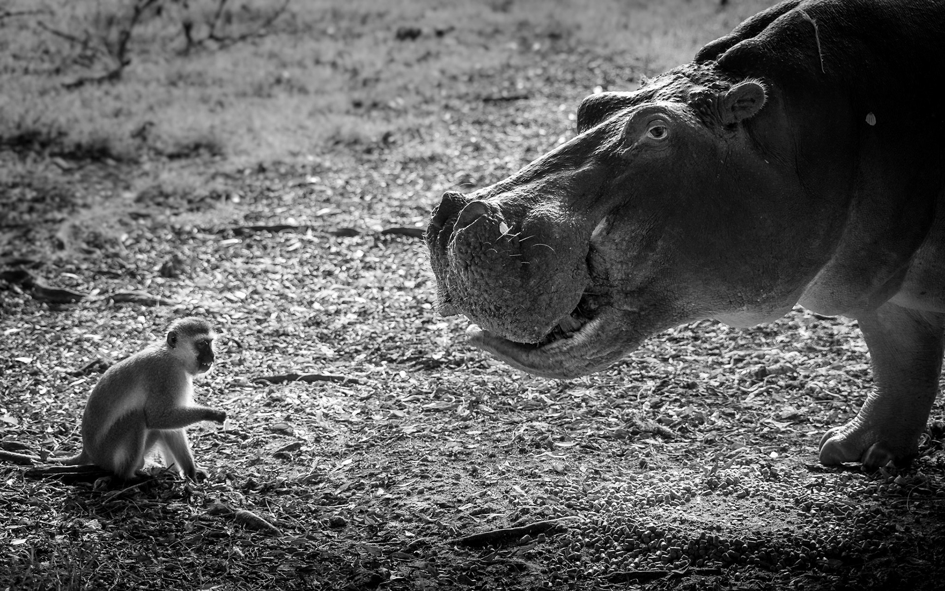 Wer bist du denn - Begegnung im Haller Park Mombasa
