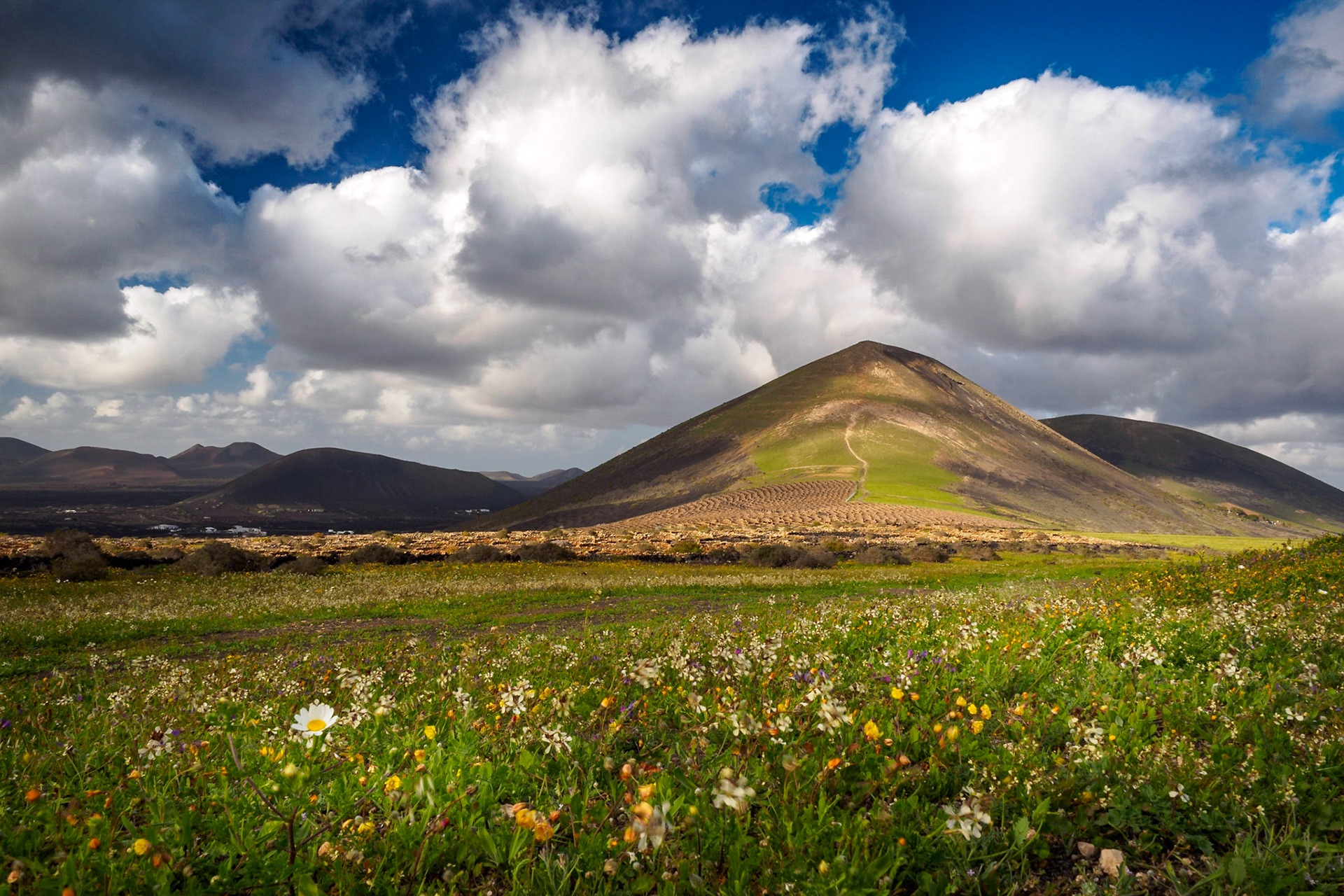 Wildblumenwiese - seltenes Spektakel auf Lanzarote und nur nach längeren Regenfällen zu sehen