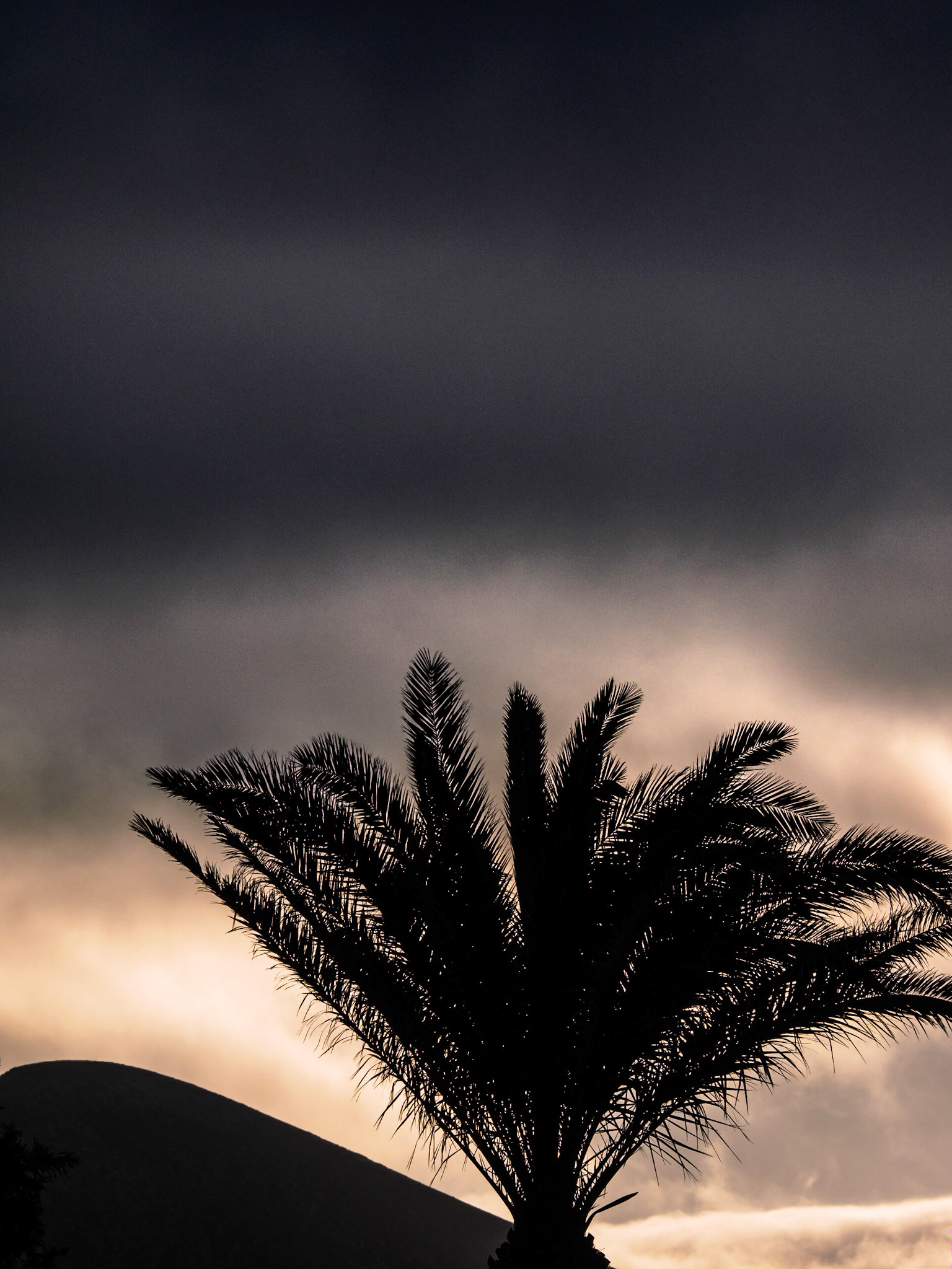 Palme in La Geria im Morgenlicht