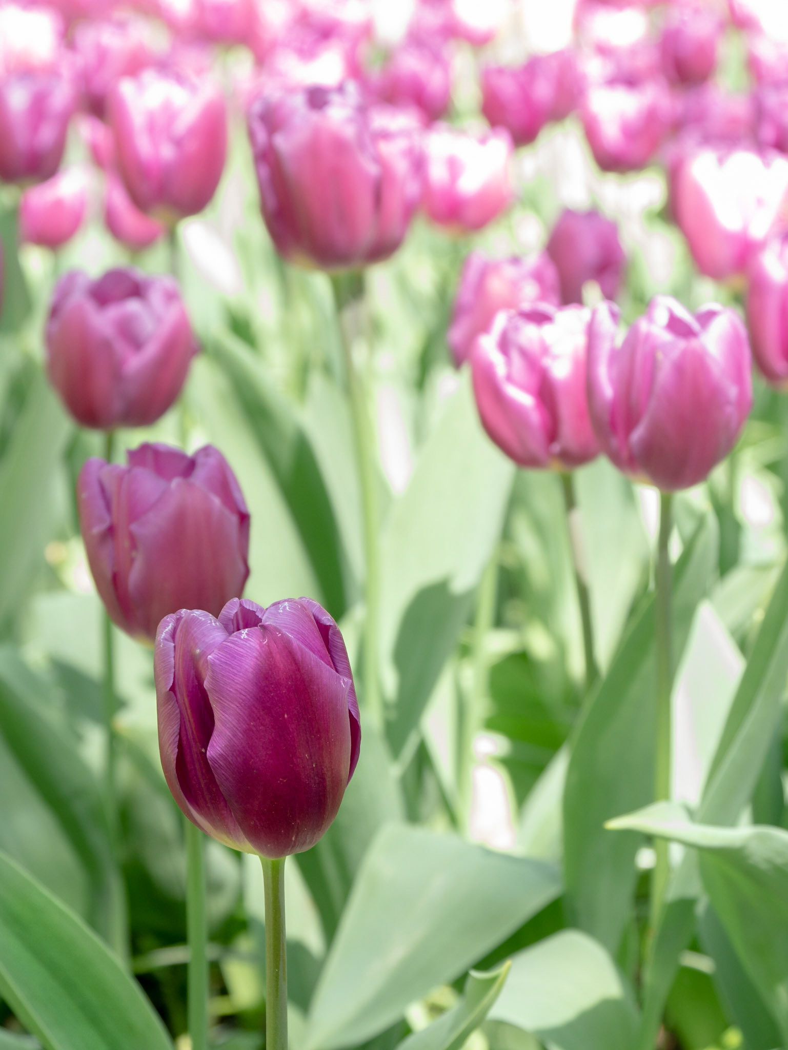 Tulpenpracht in Keukenhof