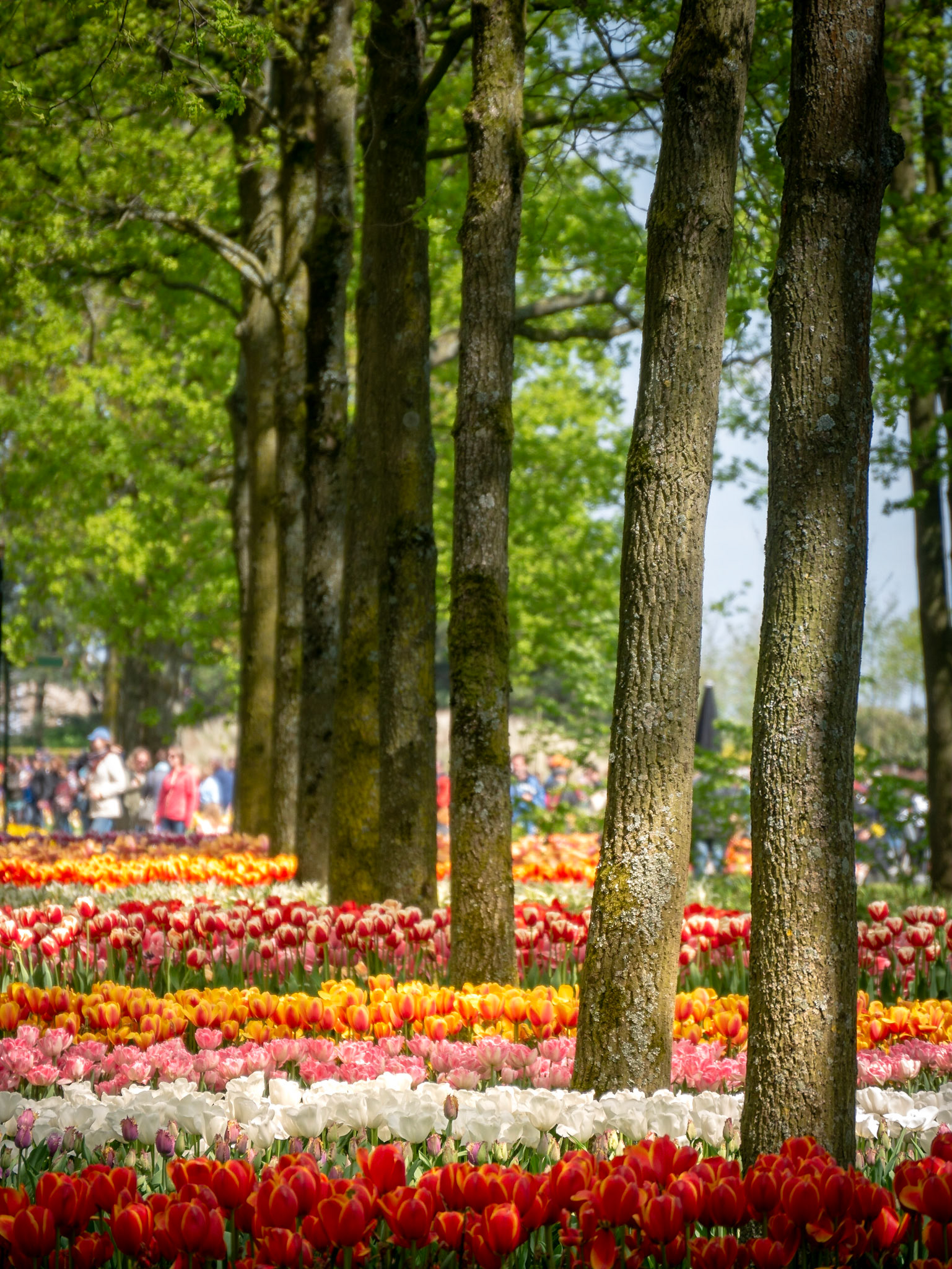 Holländisches Blumenmeer