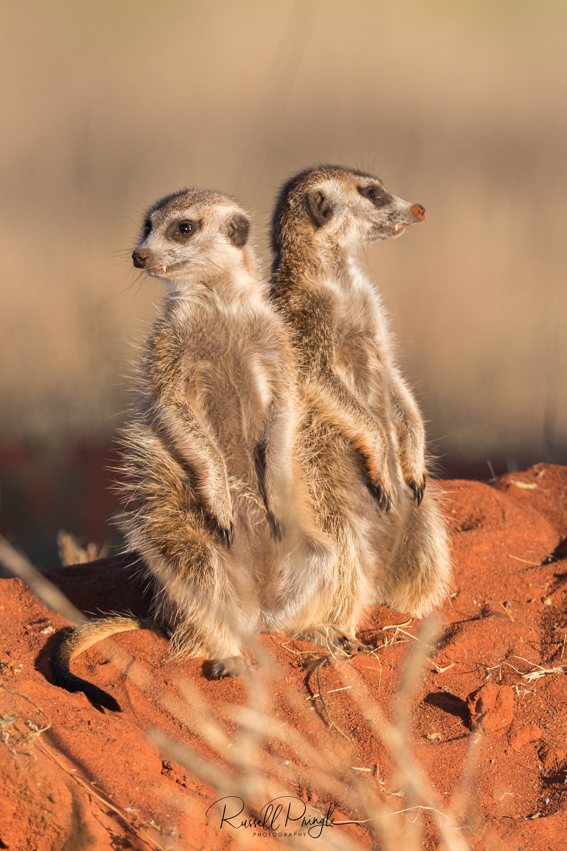 Meerkats-Tswalu Kalahari, Sth Africa