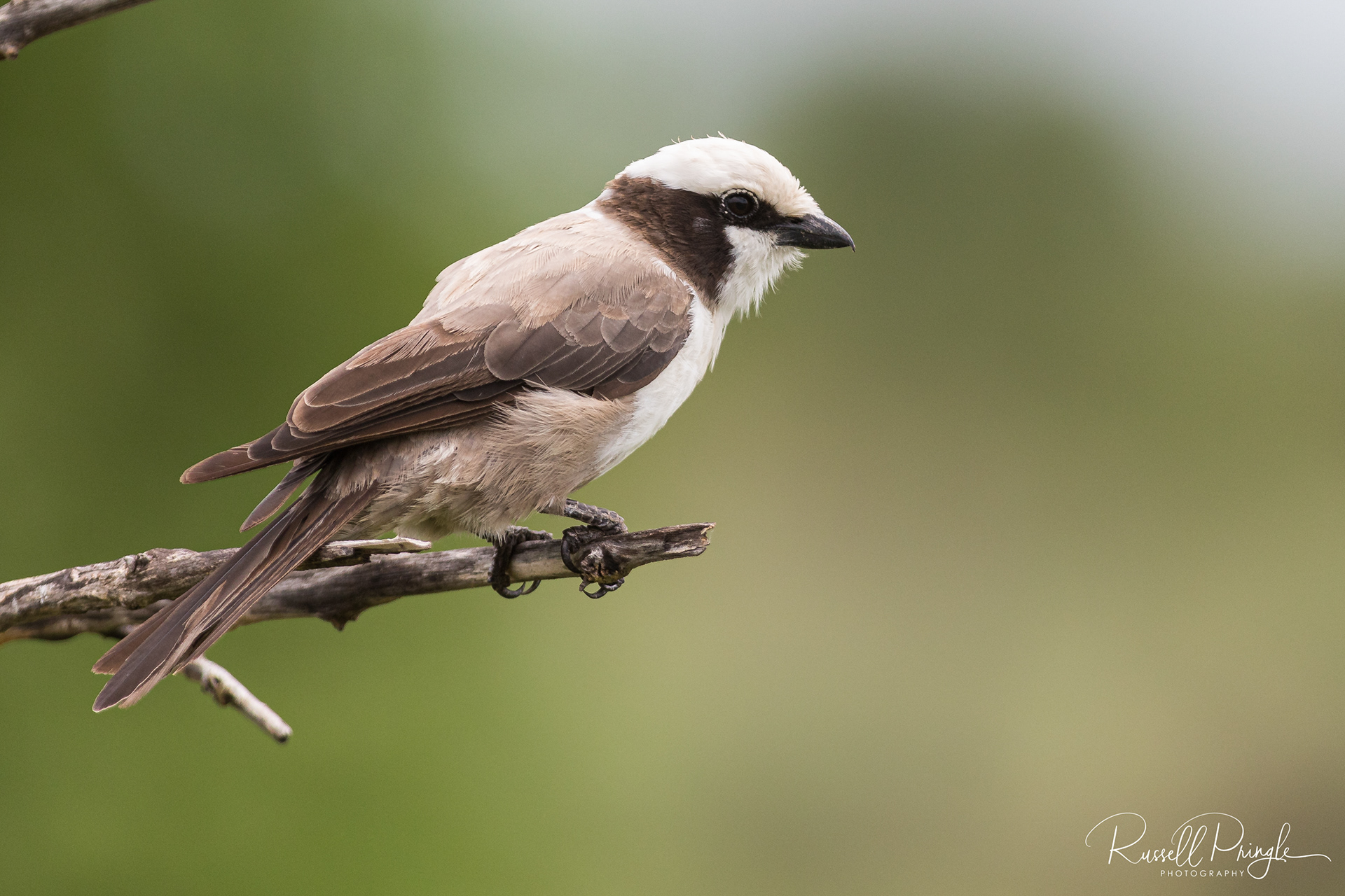 Southern White crowned Shrike-Savuti, Botswana