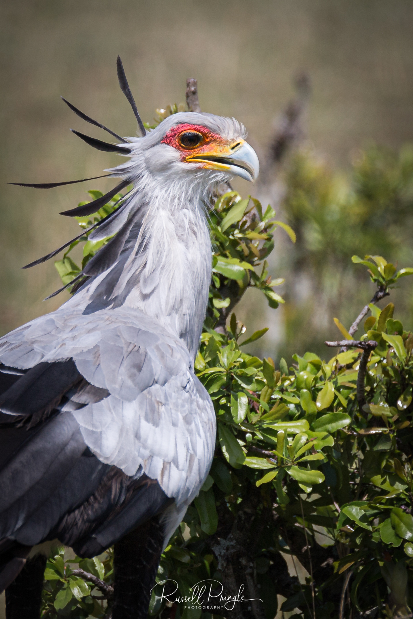 Secretarybird-Masai Mara, Kenya