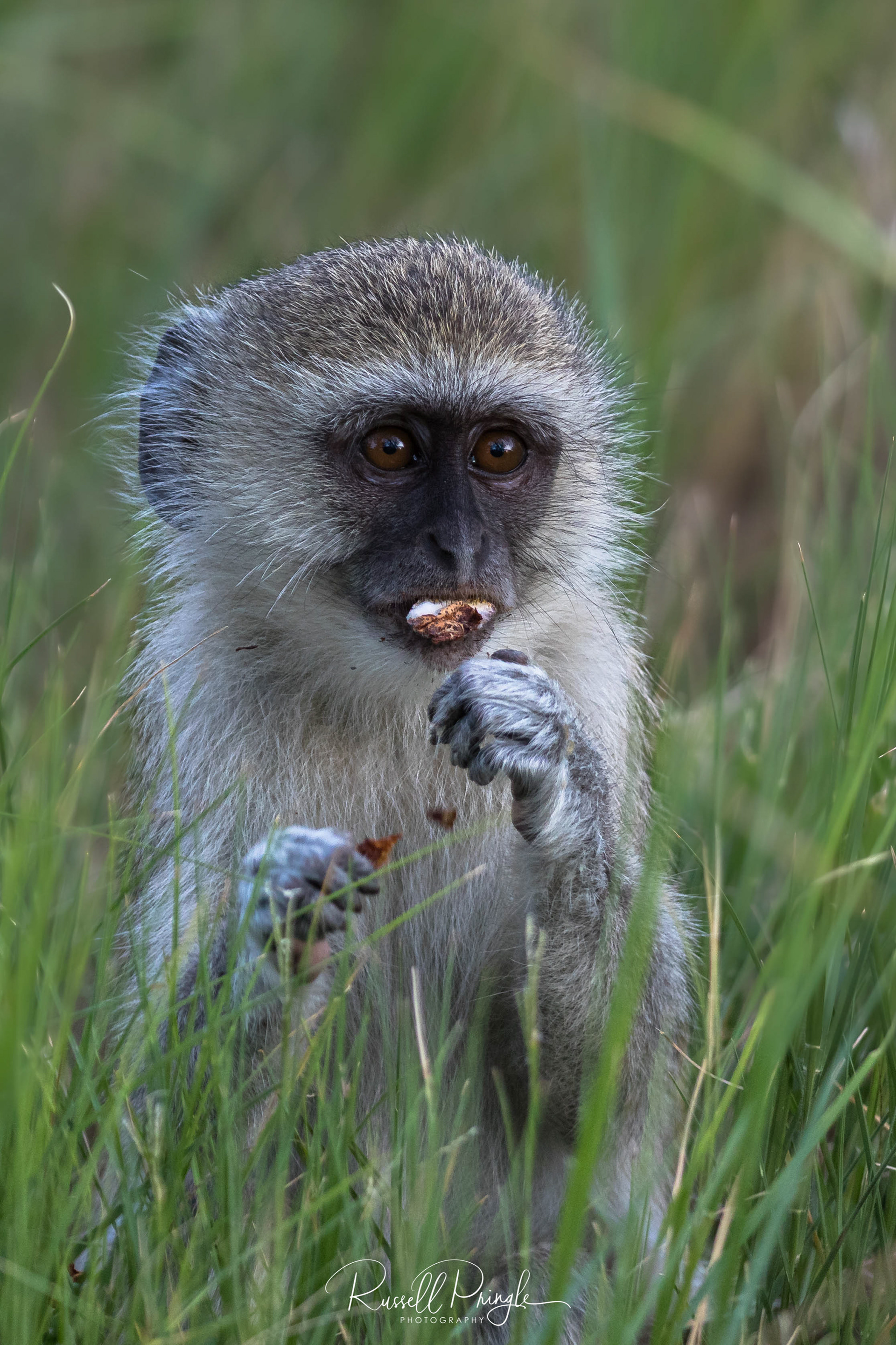Vervet Monkey-Moremi GR, Botswana