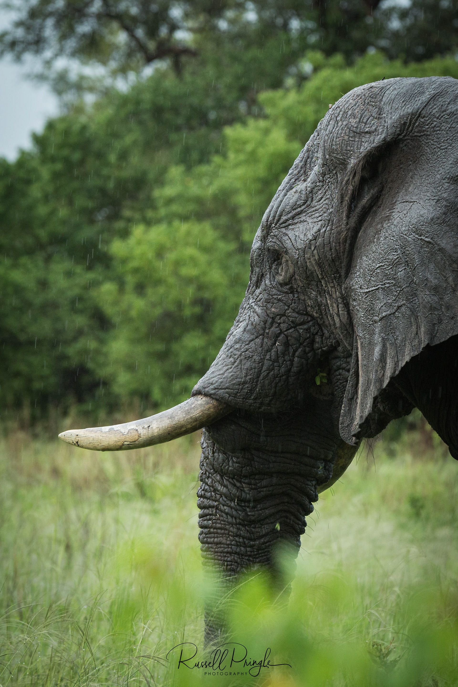 Elephant-Khwai, Botswana