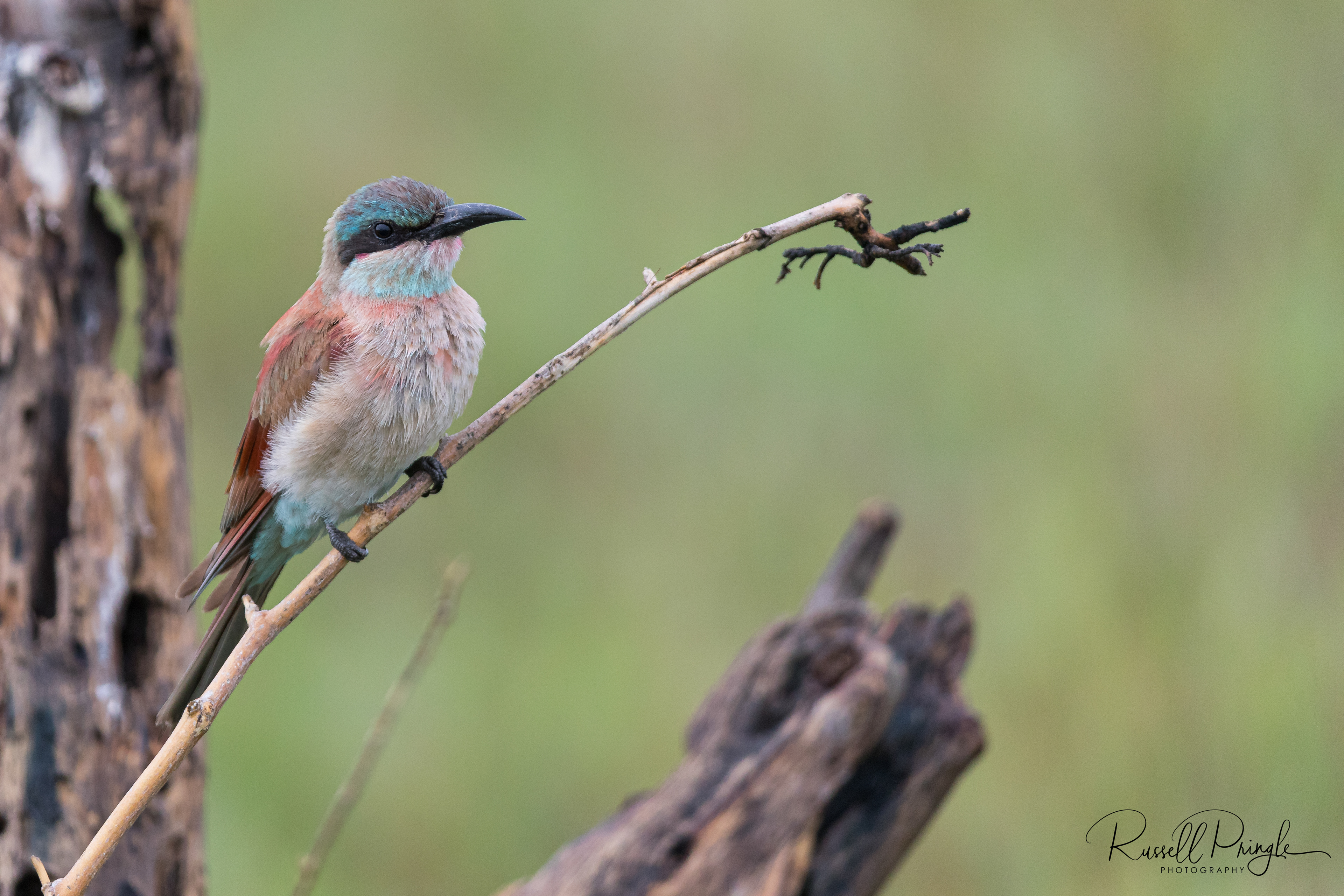 Southern Carmine Bee eater-Savuti, Botswana