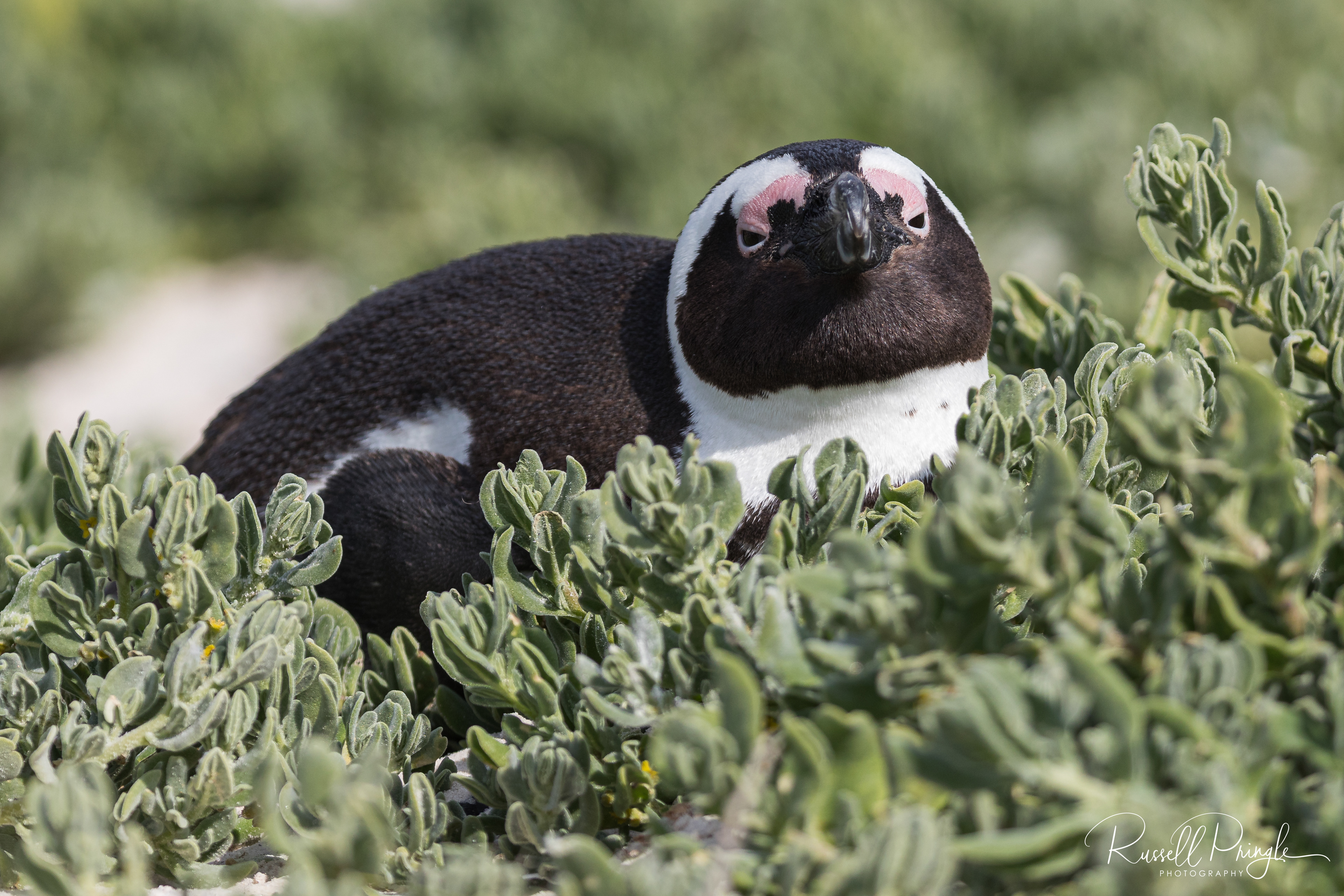 African Penguin-Boulders Beach, Sth Africa