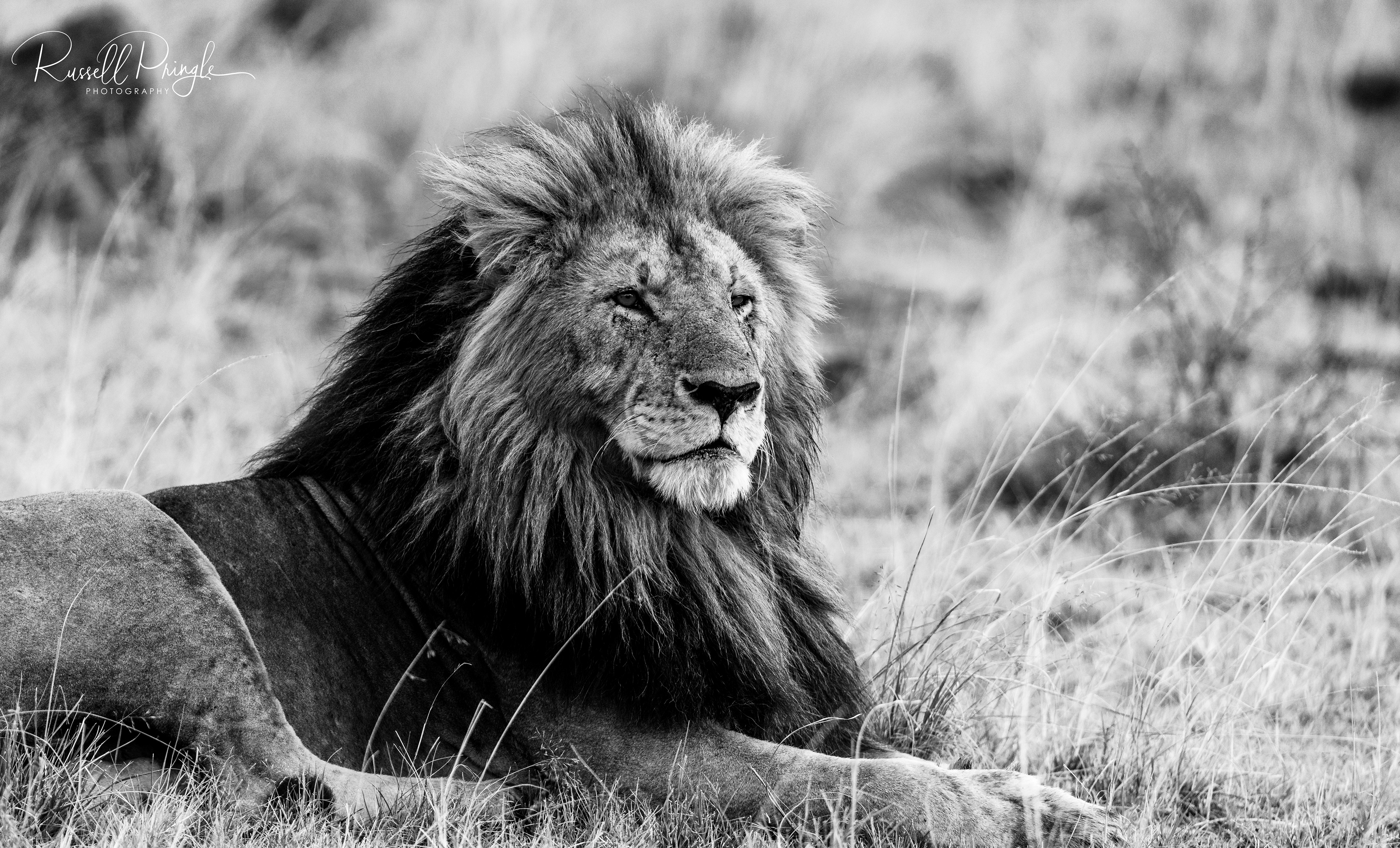 Lion-Masai Mara, Kenya