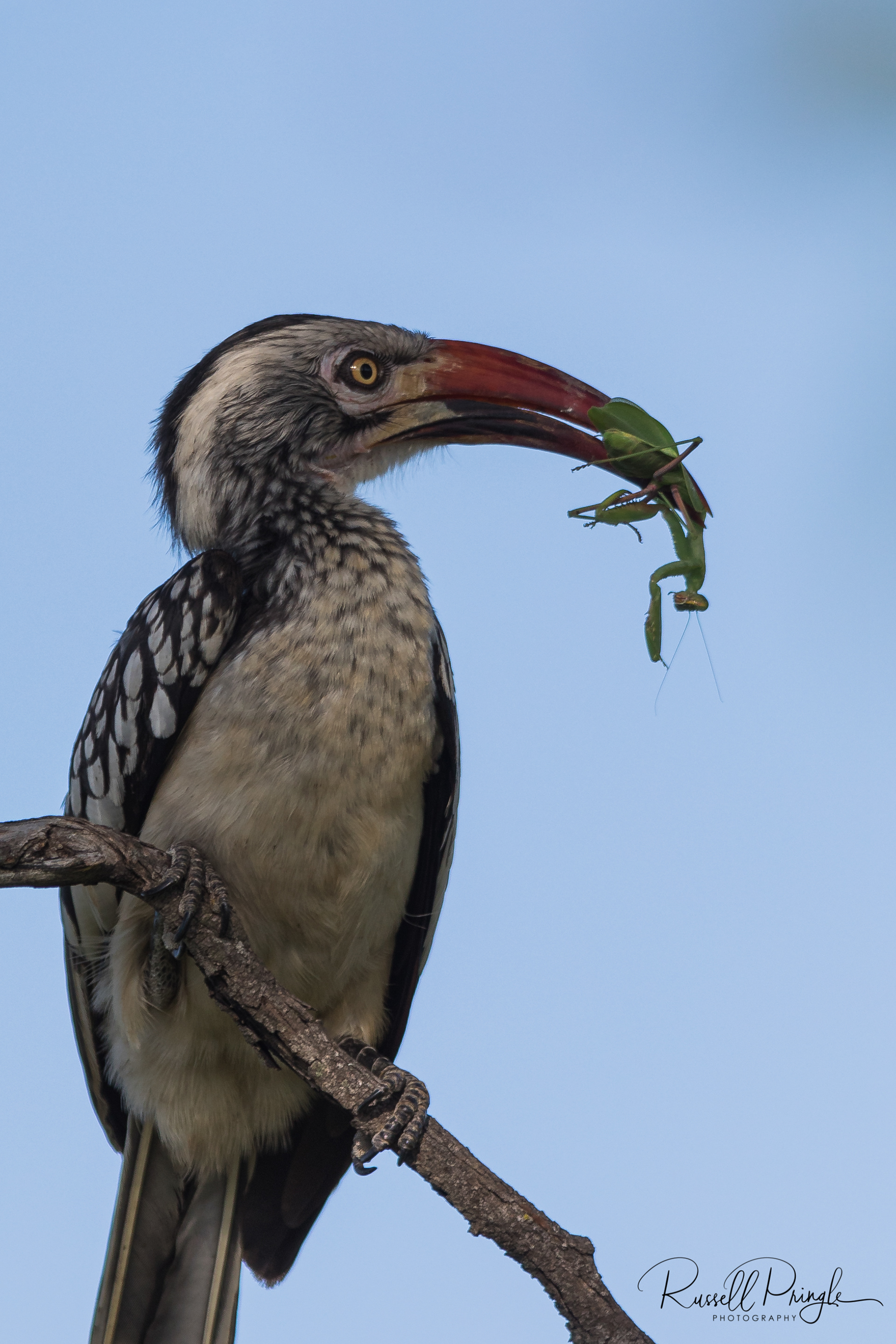 Red billed Hornbill-Moremi GR, Botswana
