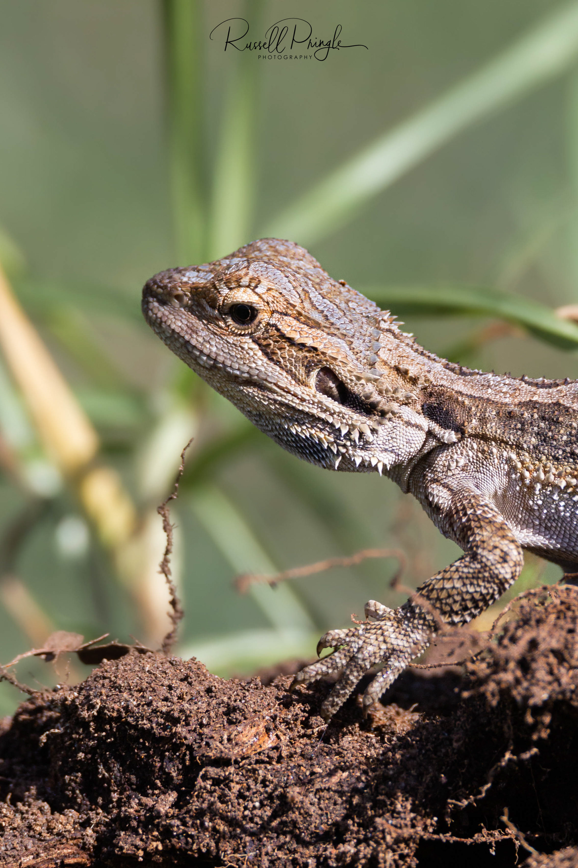 Bearded Dragon-Hunter Valley, Australia