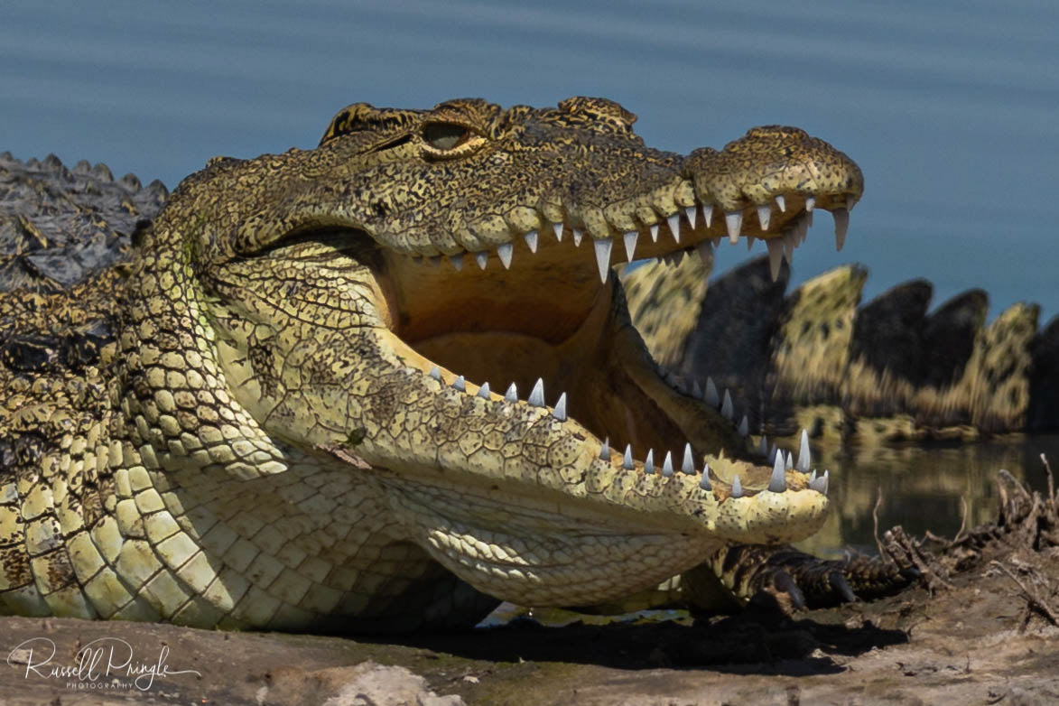 Nile Crocodile-Moremi GR, Botswana