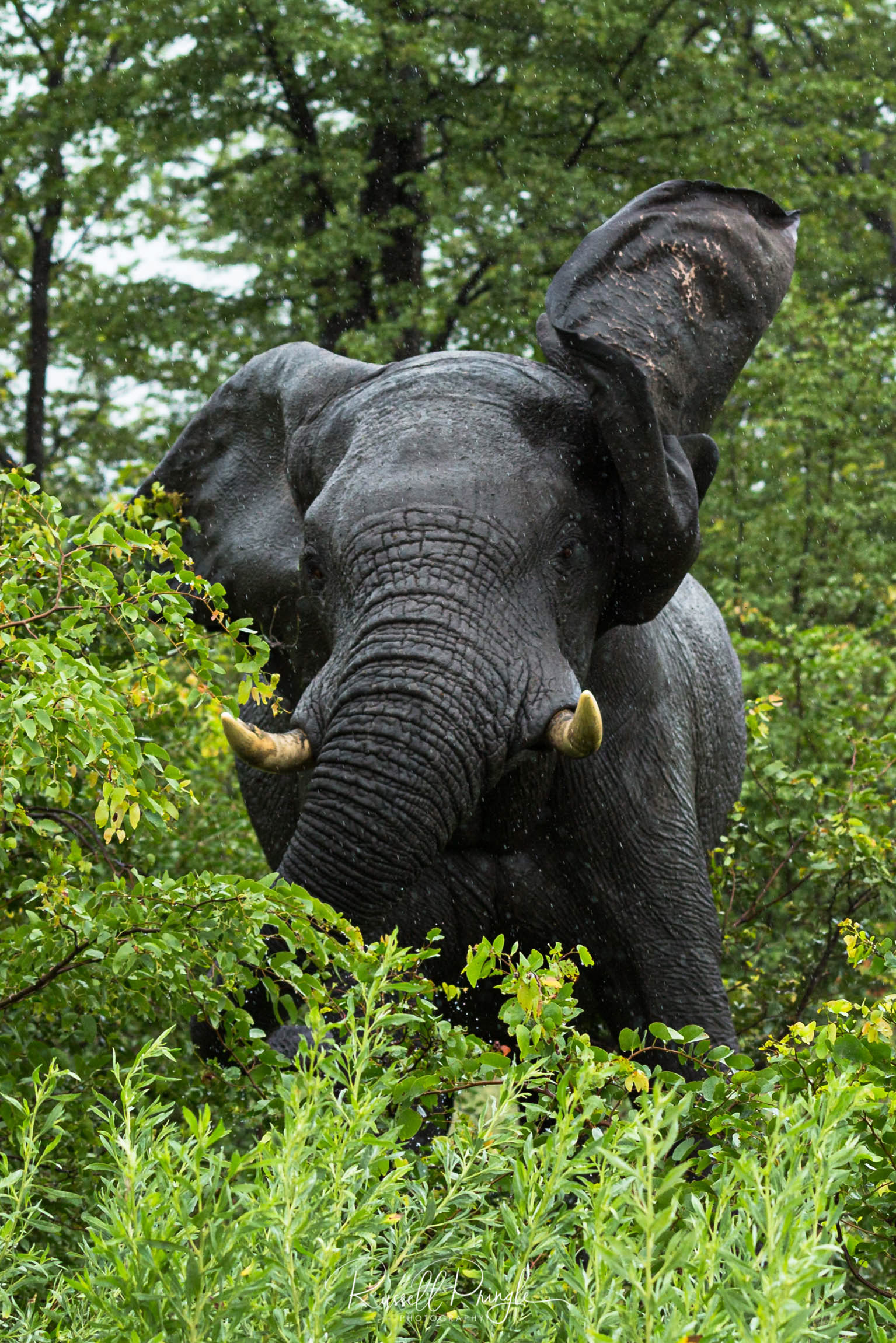 Elephant-Khwai, Botswana