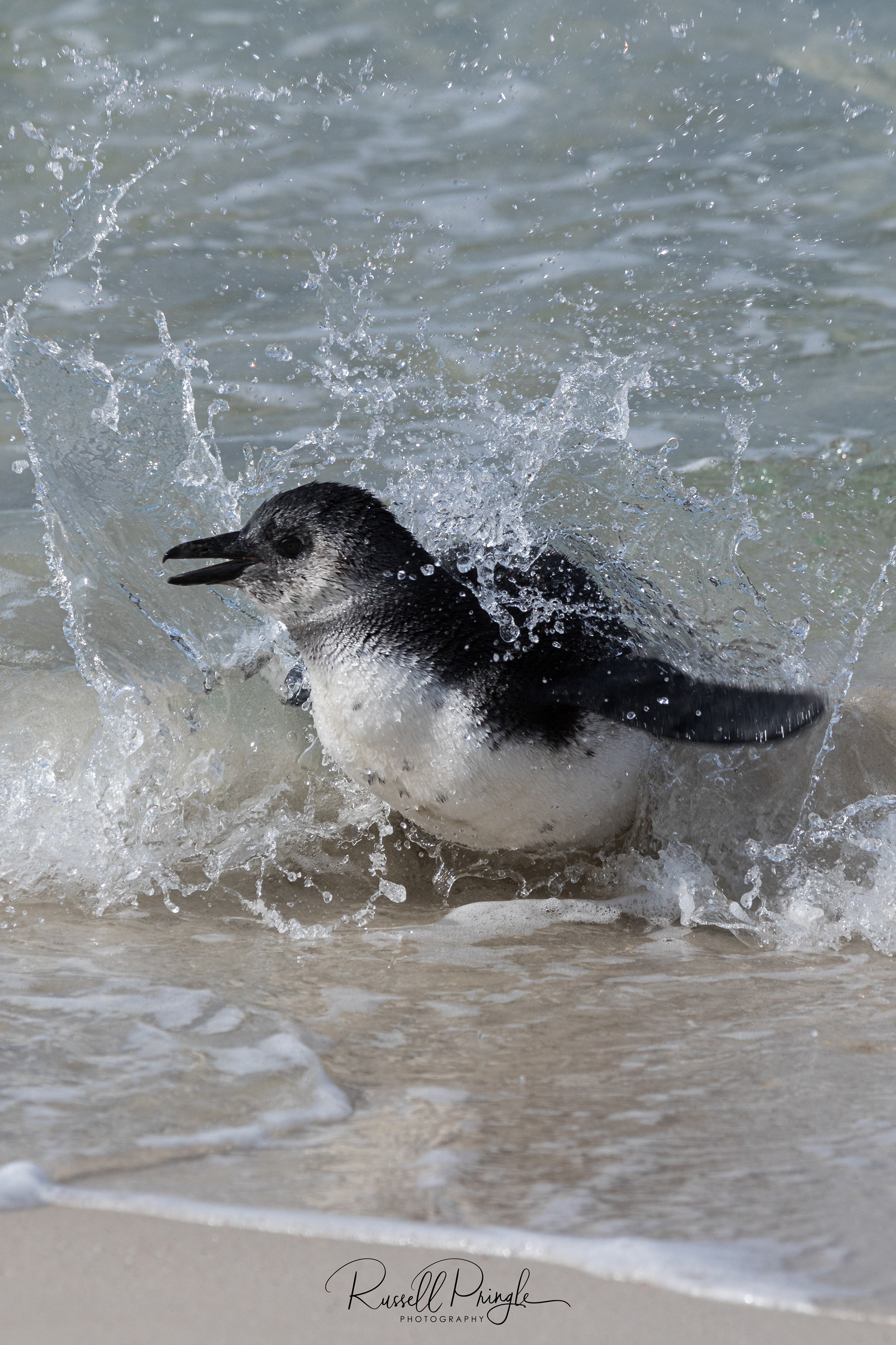 African Penguin-Boulders Beach, Sth Africa