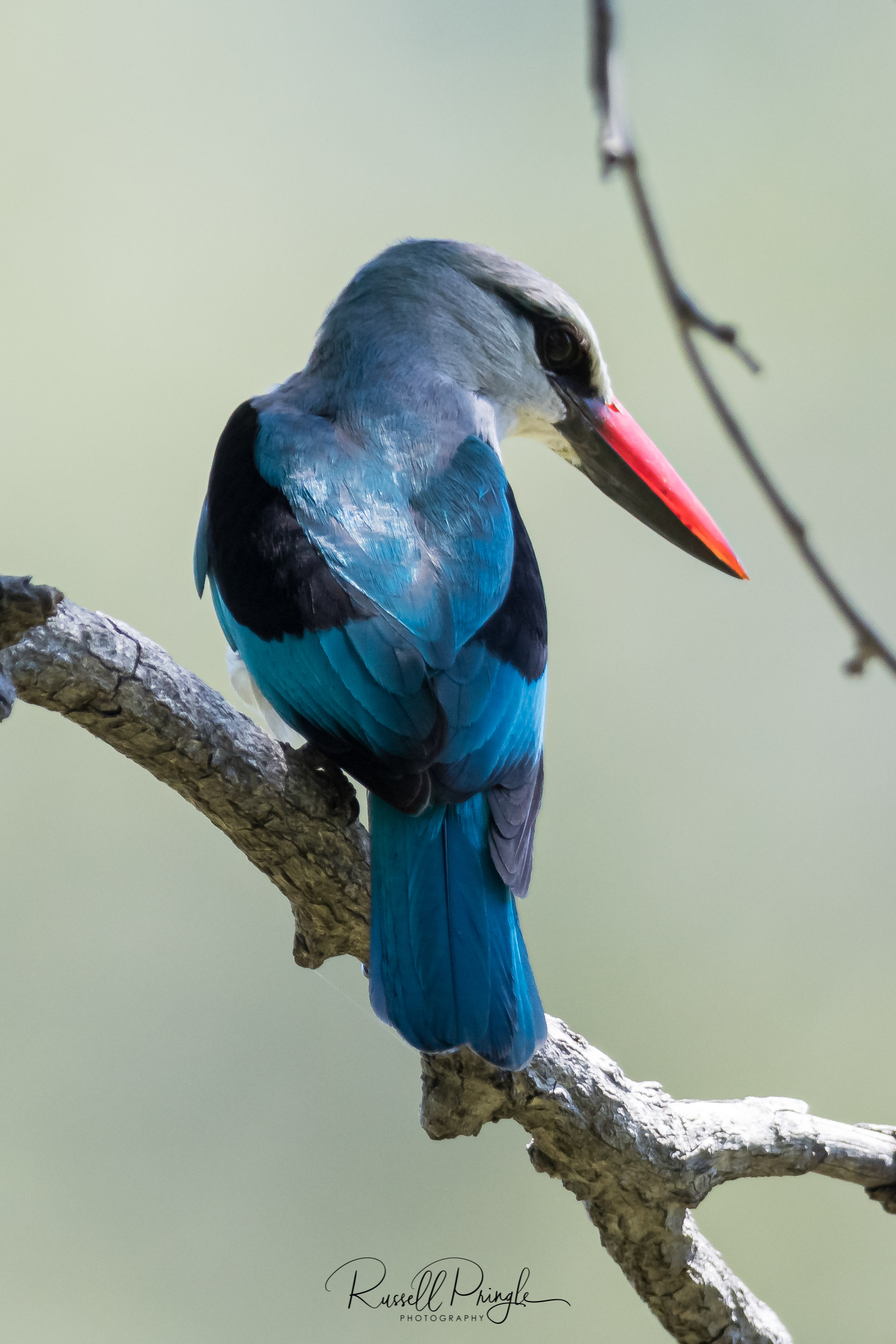Woodland Kingfisher-Okavango Delta, Botswana