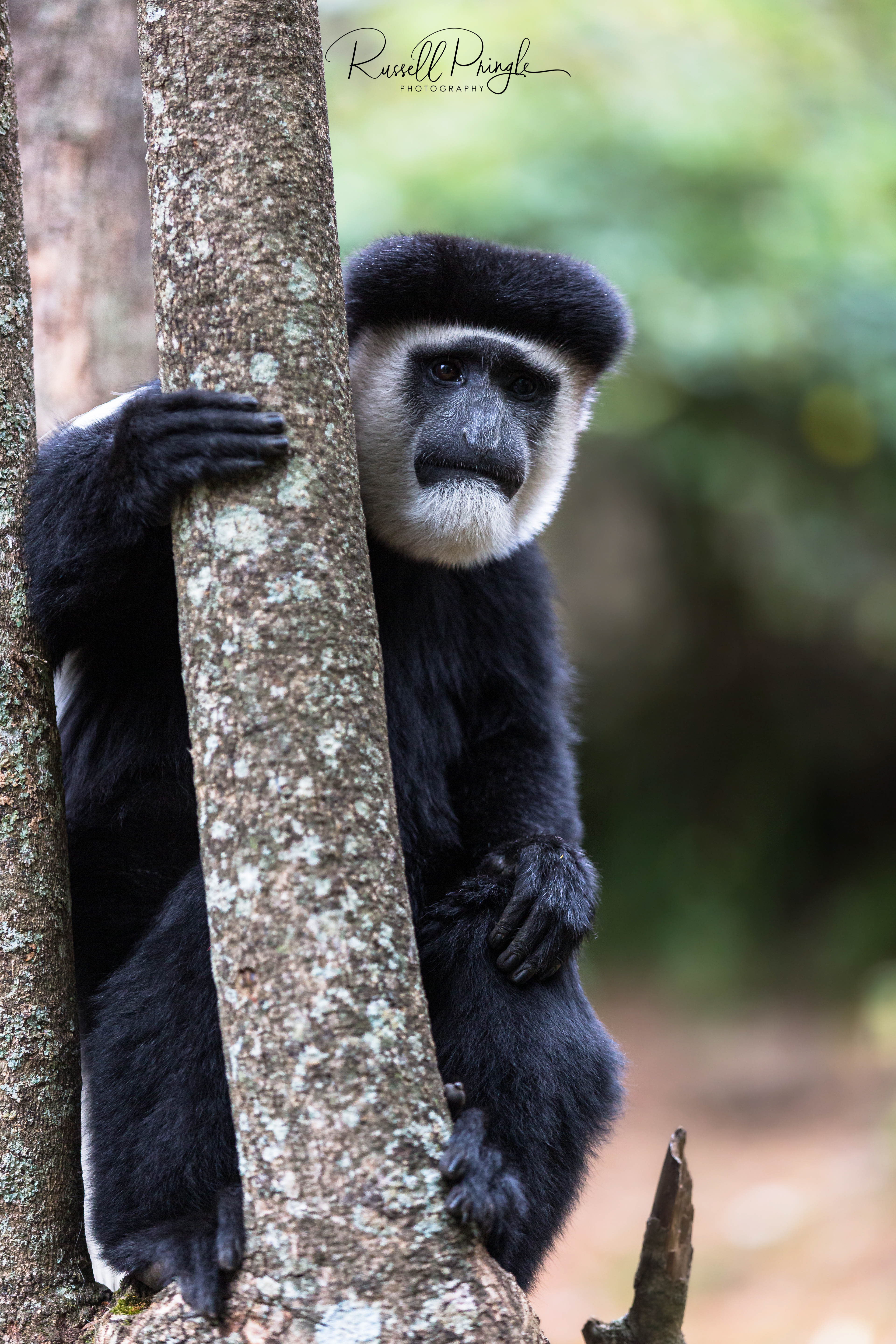 Eastern Black & White Colobus Monkey-Nanyuki, Kenya
