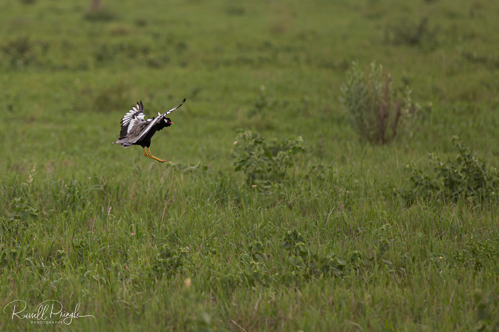Southern Black Korhaan-Savuti, Botswana