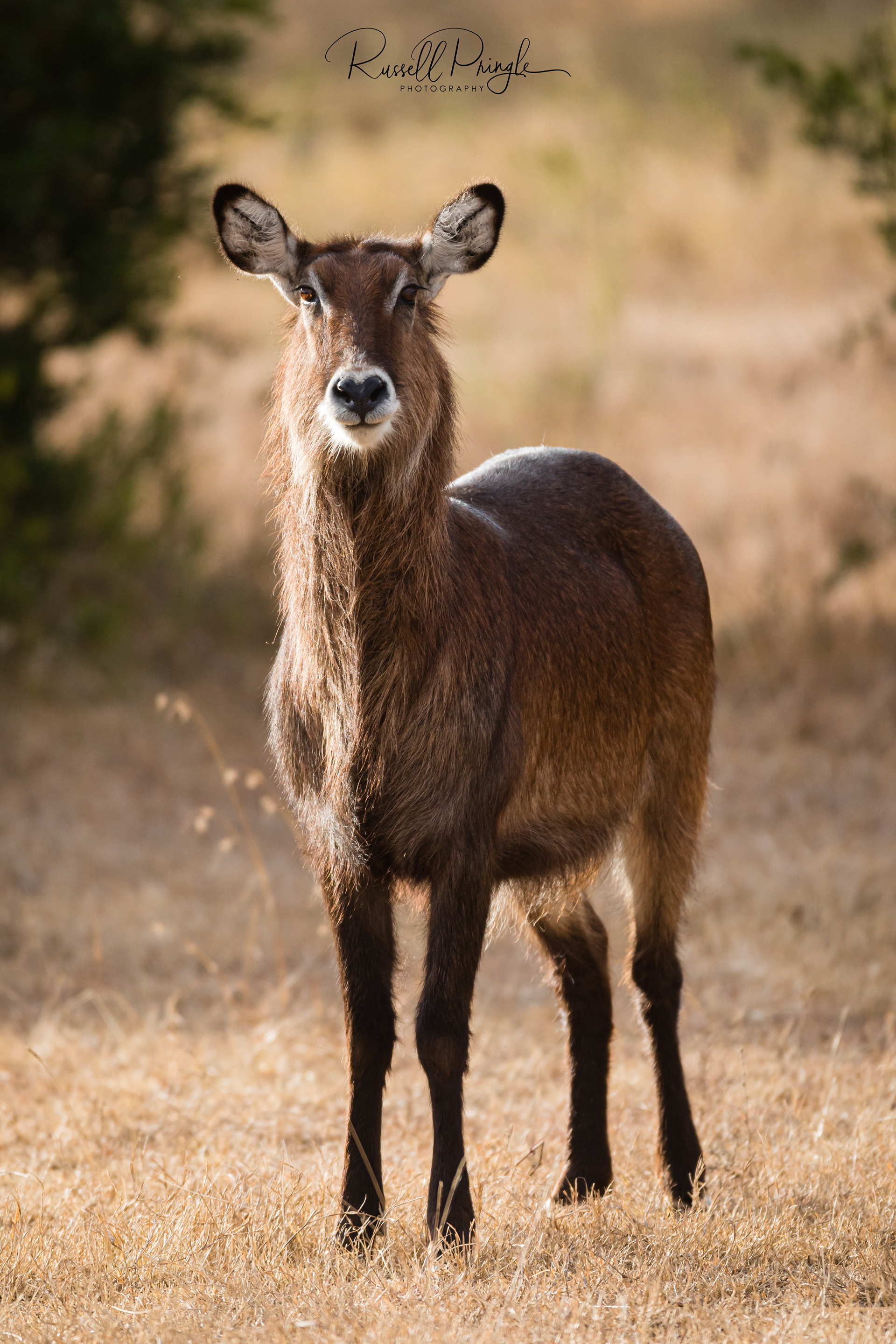 Waterbuck-Nyeri, Kenya
