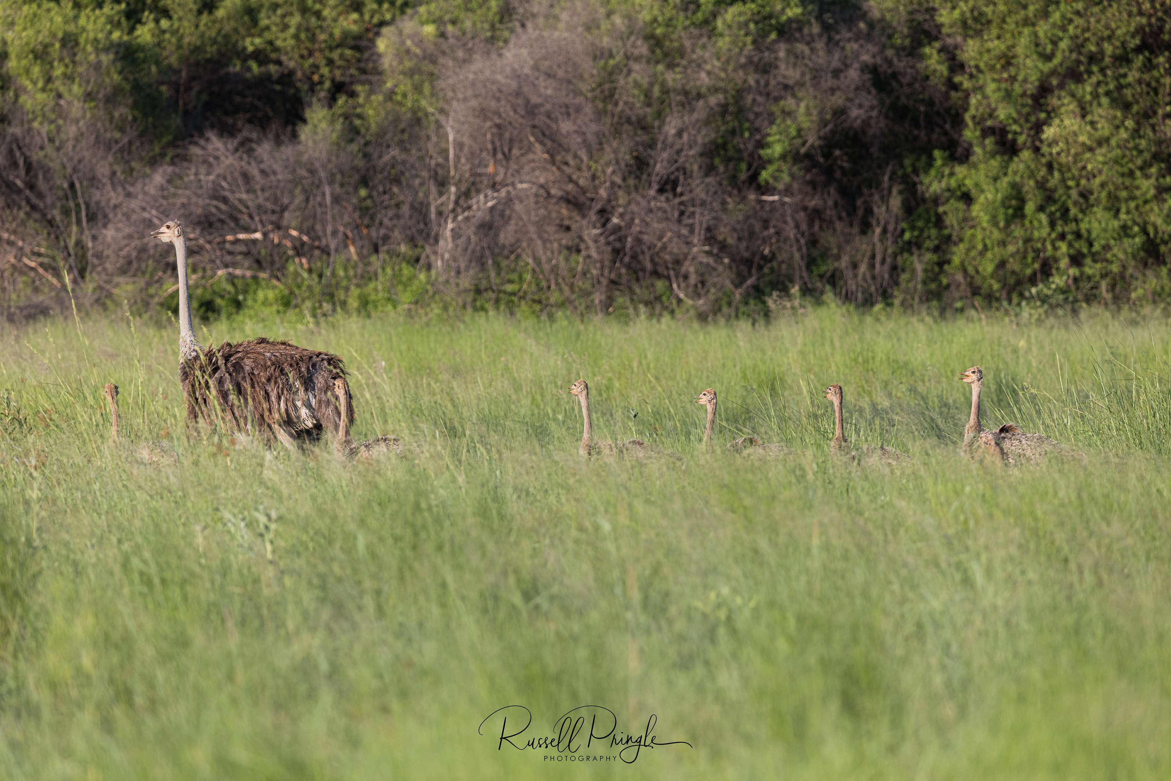 Ostrich-Okavango Delta, Botswana
