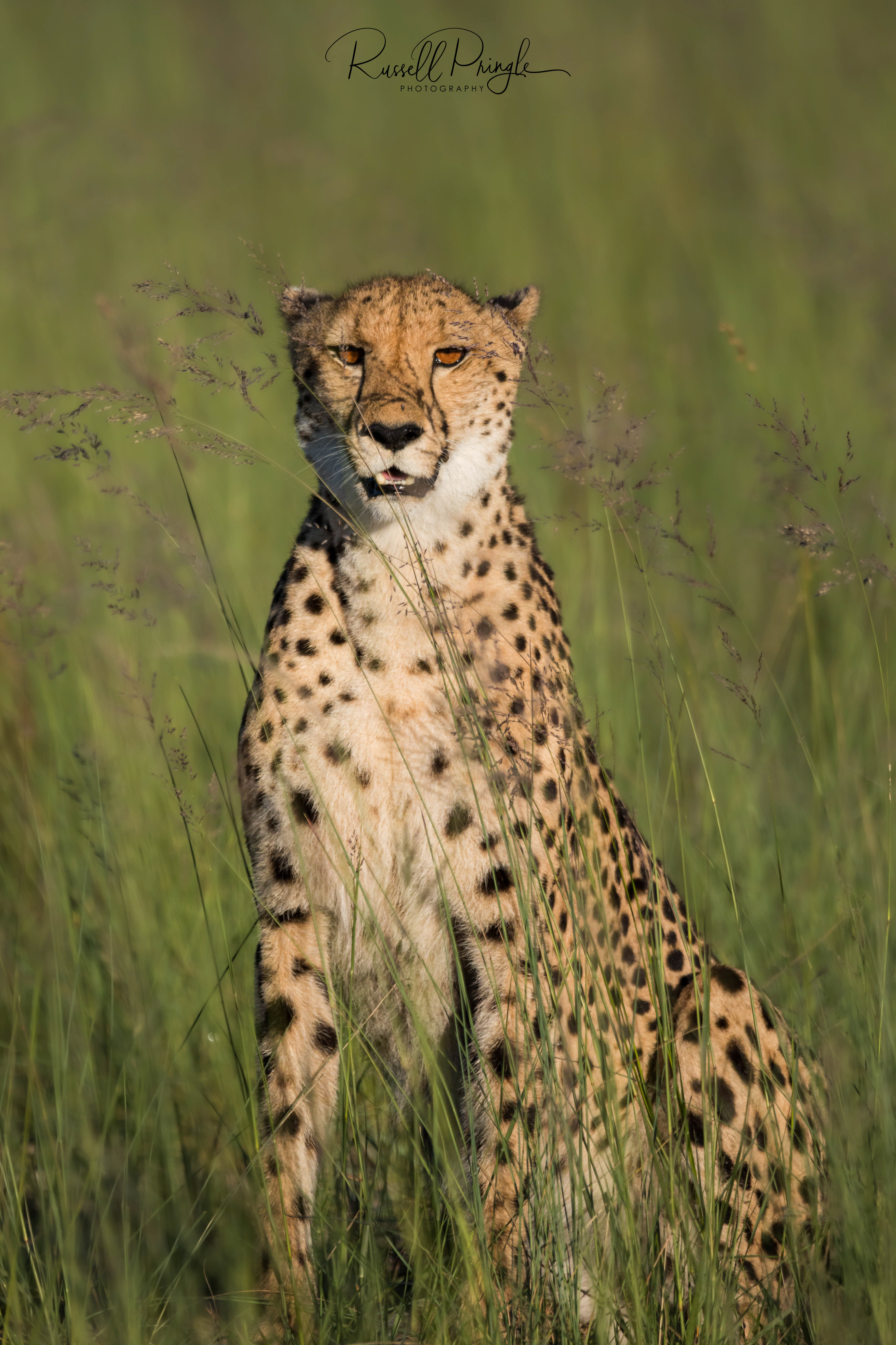 Cheetah-Okavango Delta, Botswana