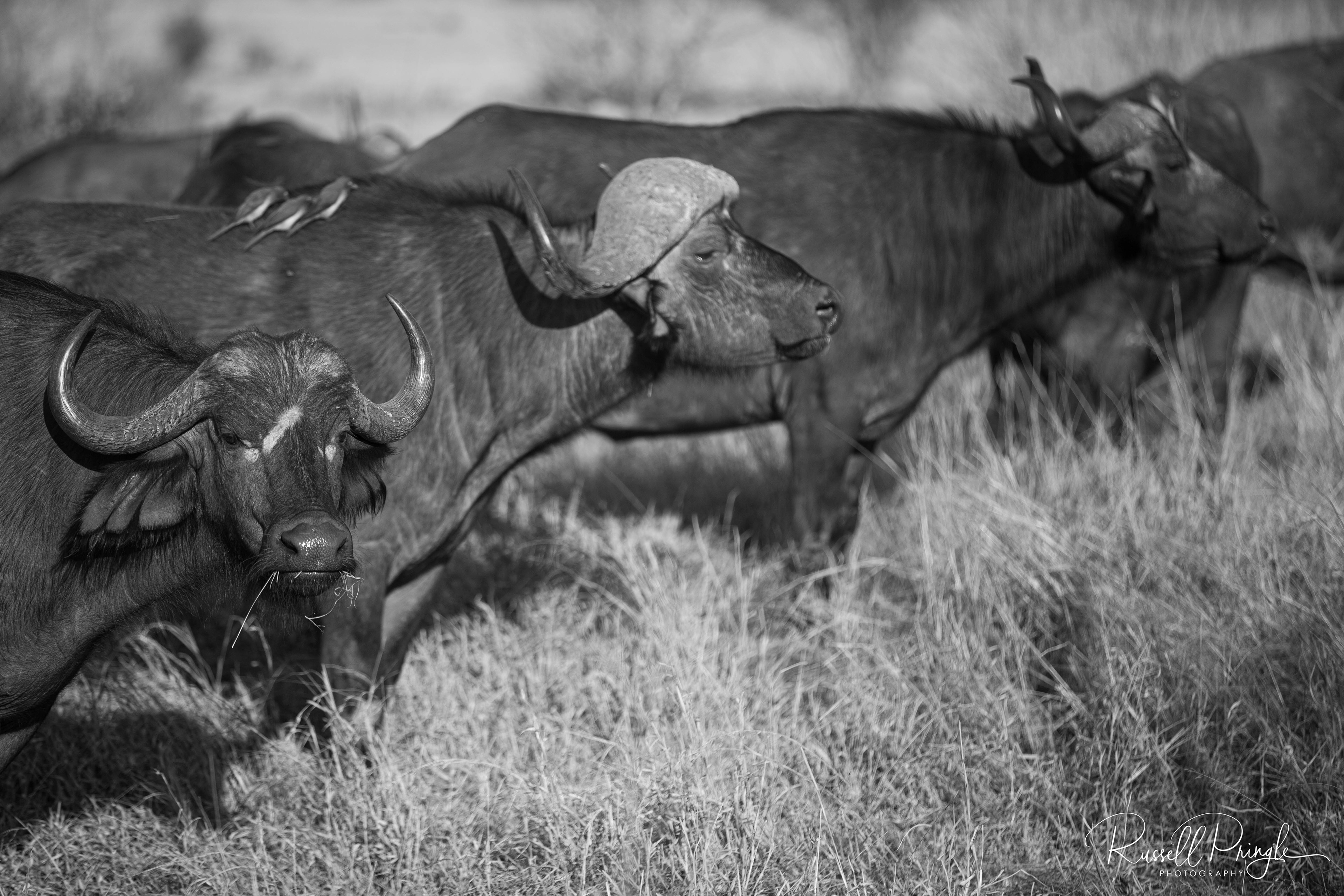 Cape Buffalo-Sabi Sands, Sth Africa