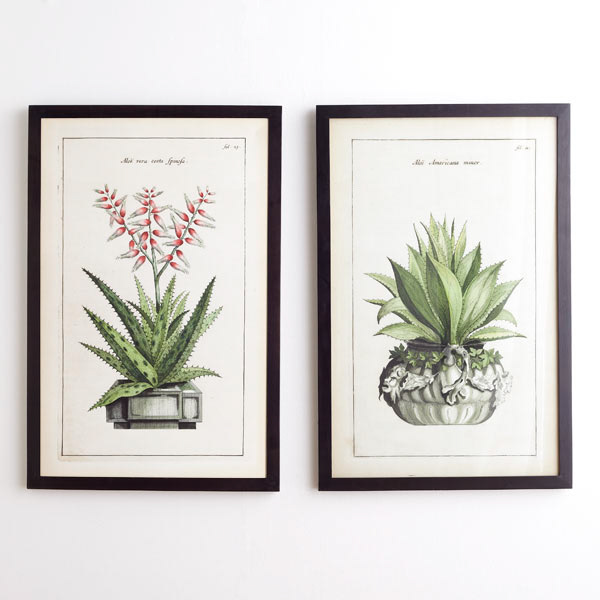 Handpainted Antique Botanical Prints - Wisteria