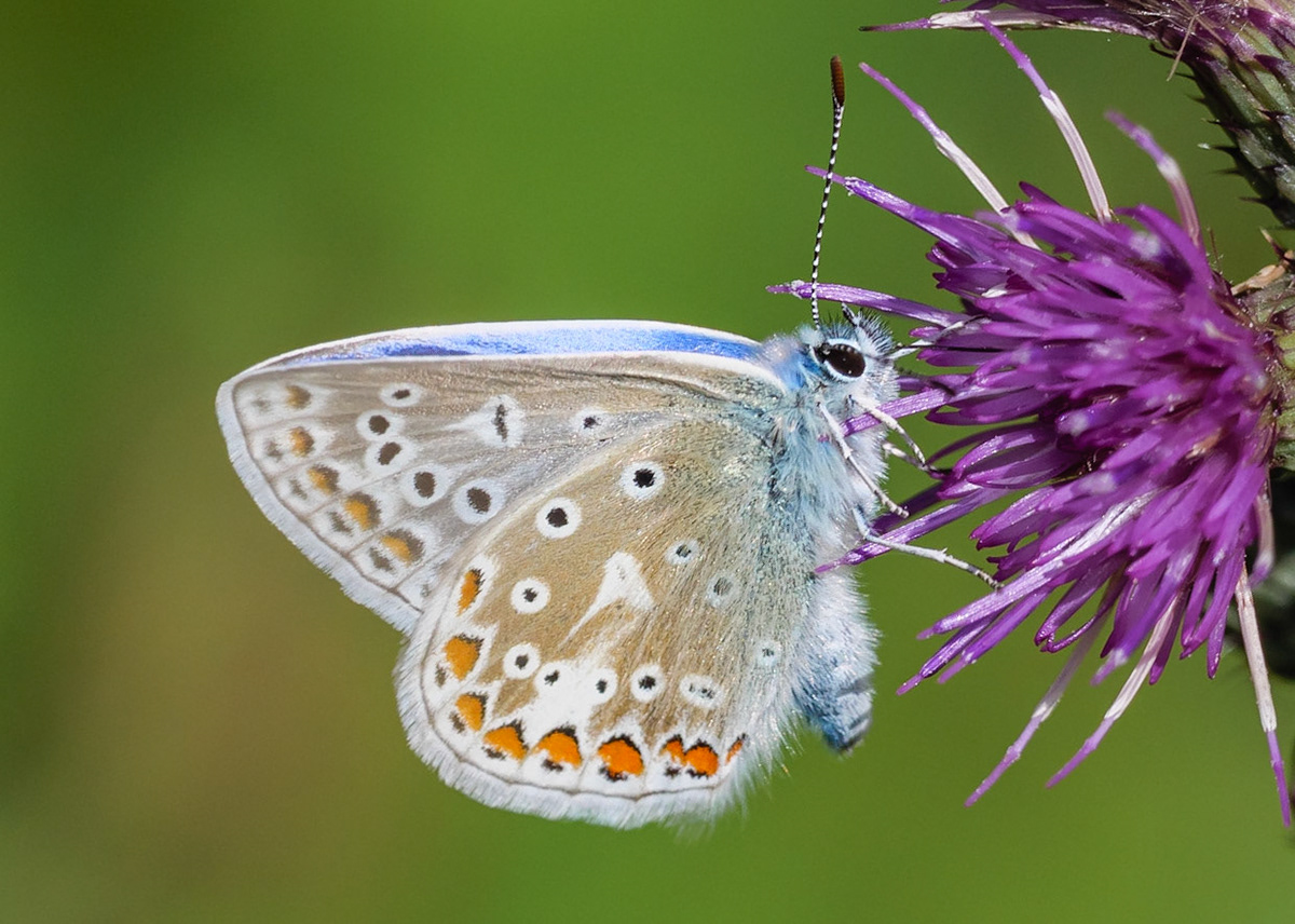 Common Blue