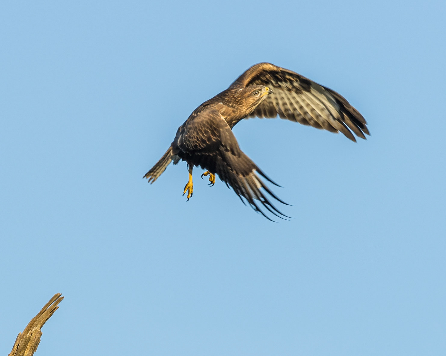 Buzzard
