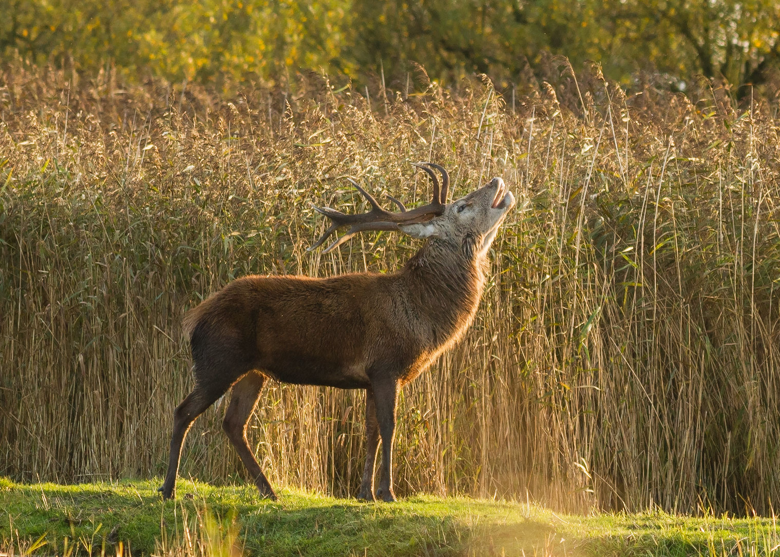 Red Deer