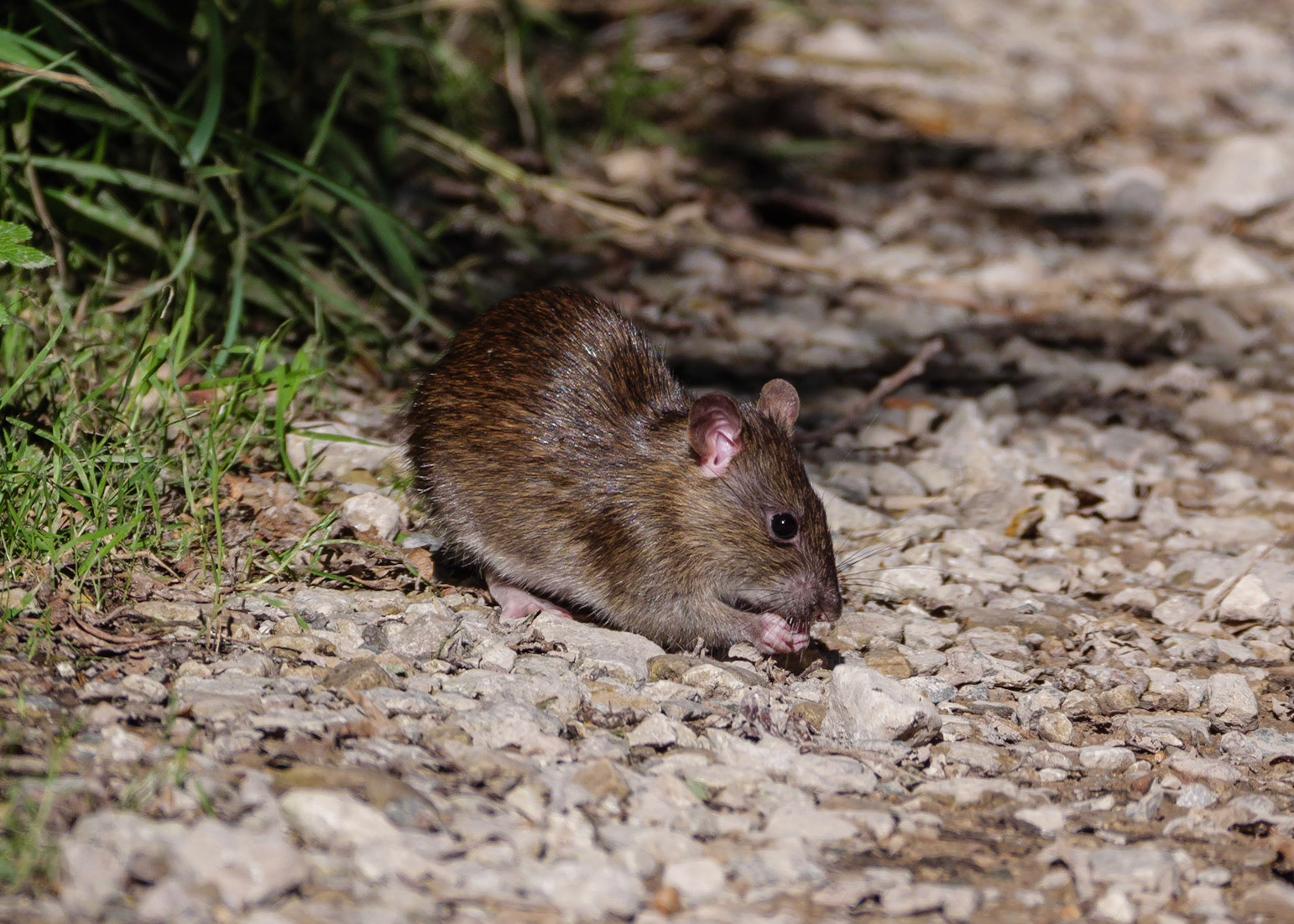 Brown Rat