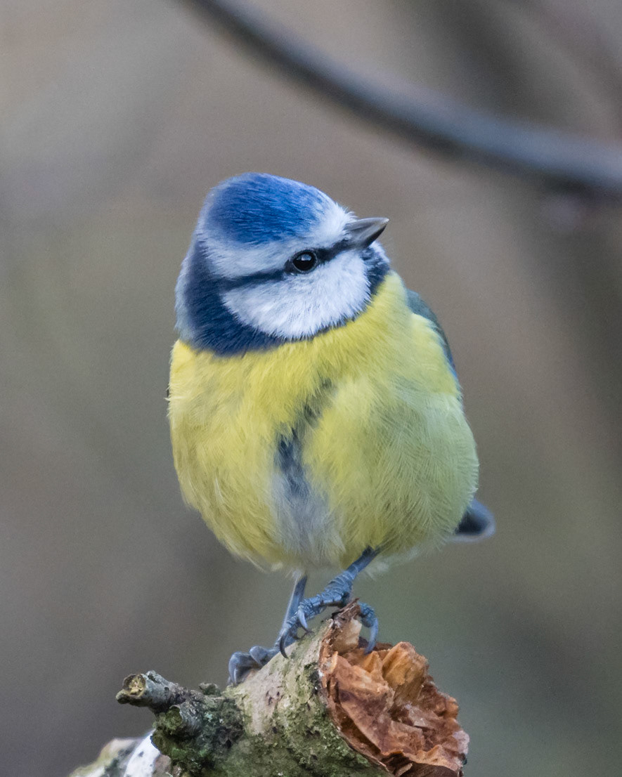 Blue Tit