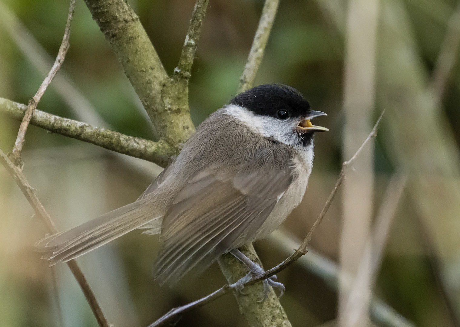 Young Marsh Tit