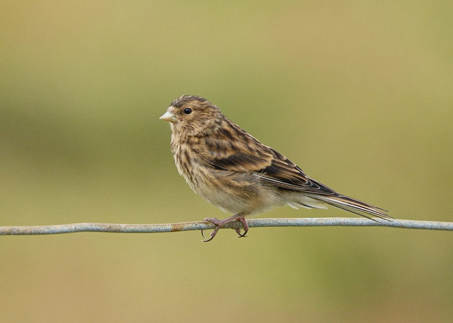 Twite