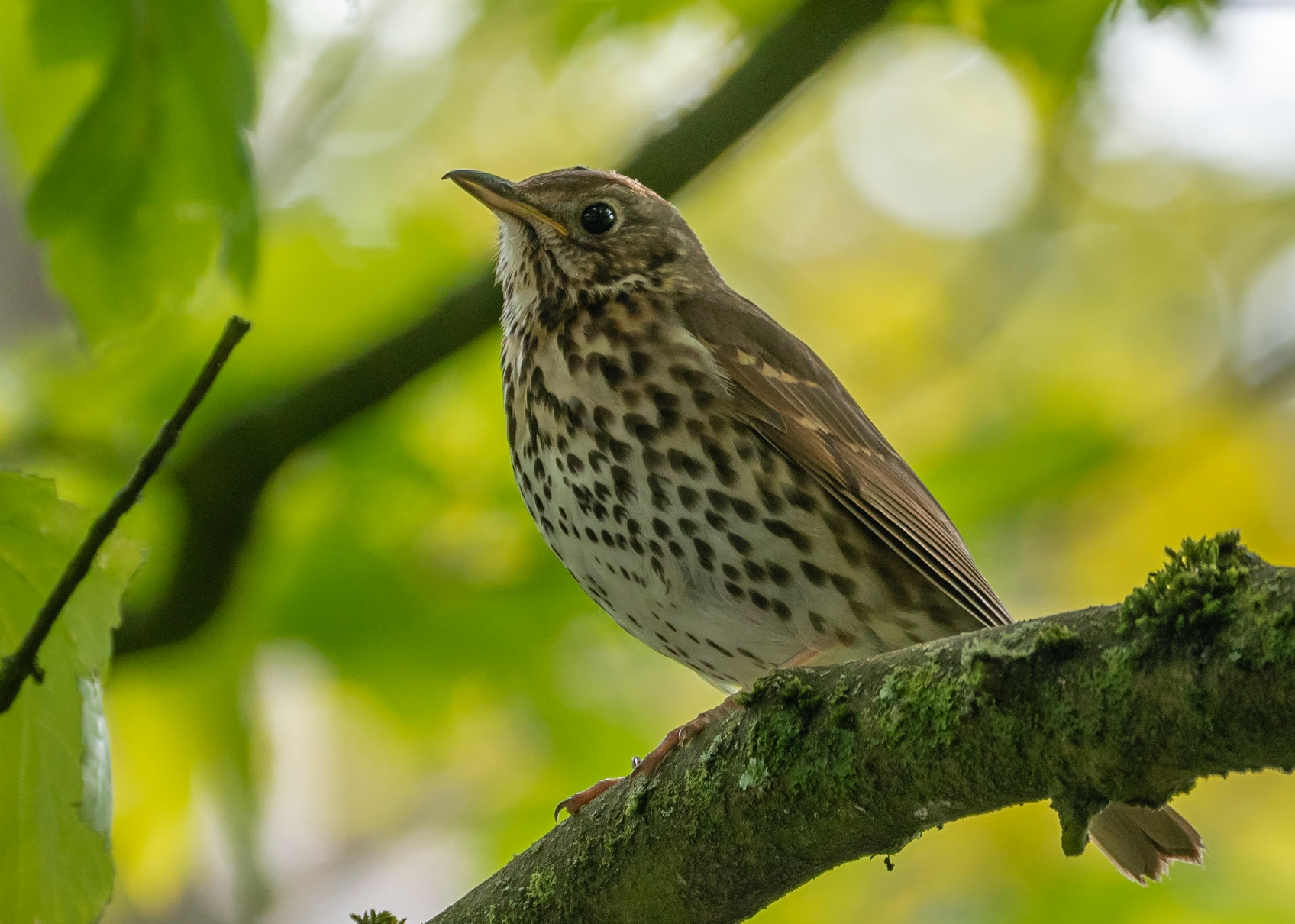 Song Thrush