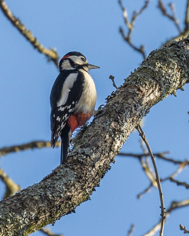 Great Spotted Woodpecker