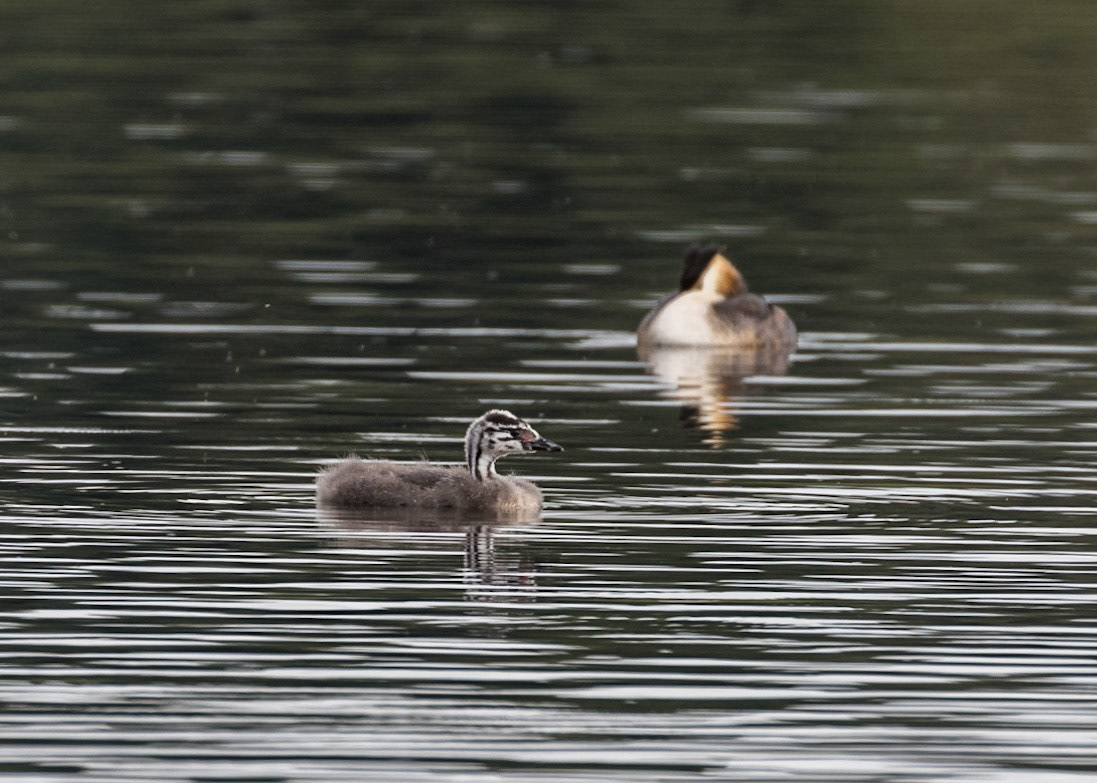 Great Crested Grebe